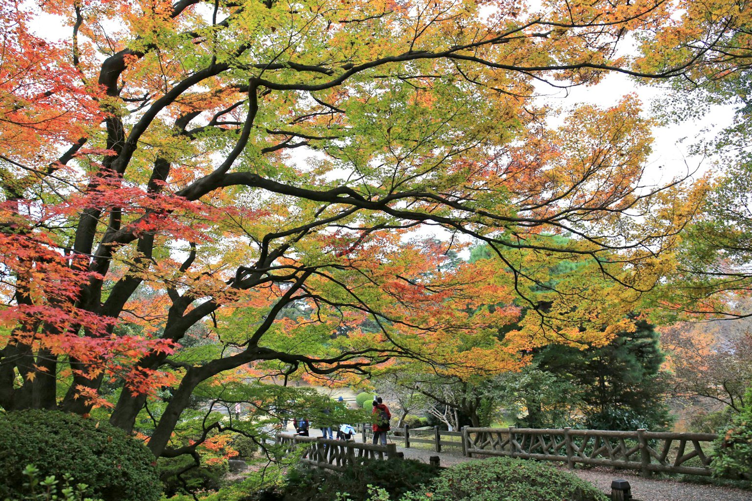 ทิวทัศน์สวนสาธารณะที่มีใบไม้ฤดูใบไม้ร่วงหลากสีและทางเดิน
