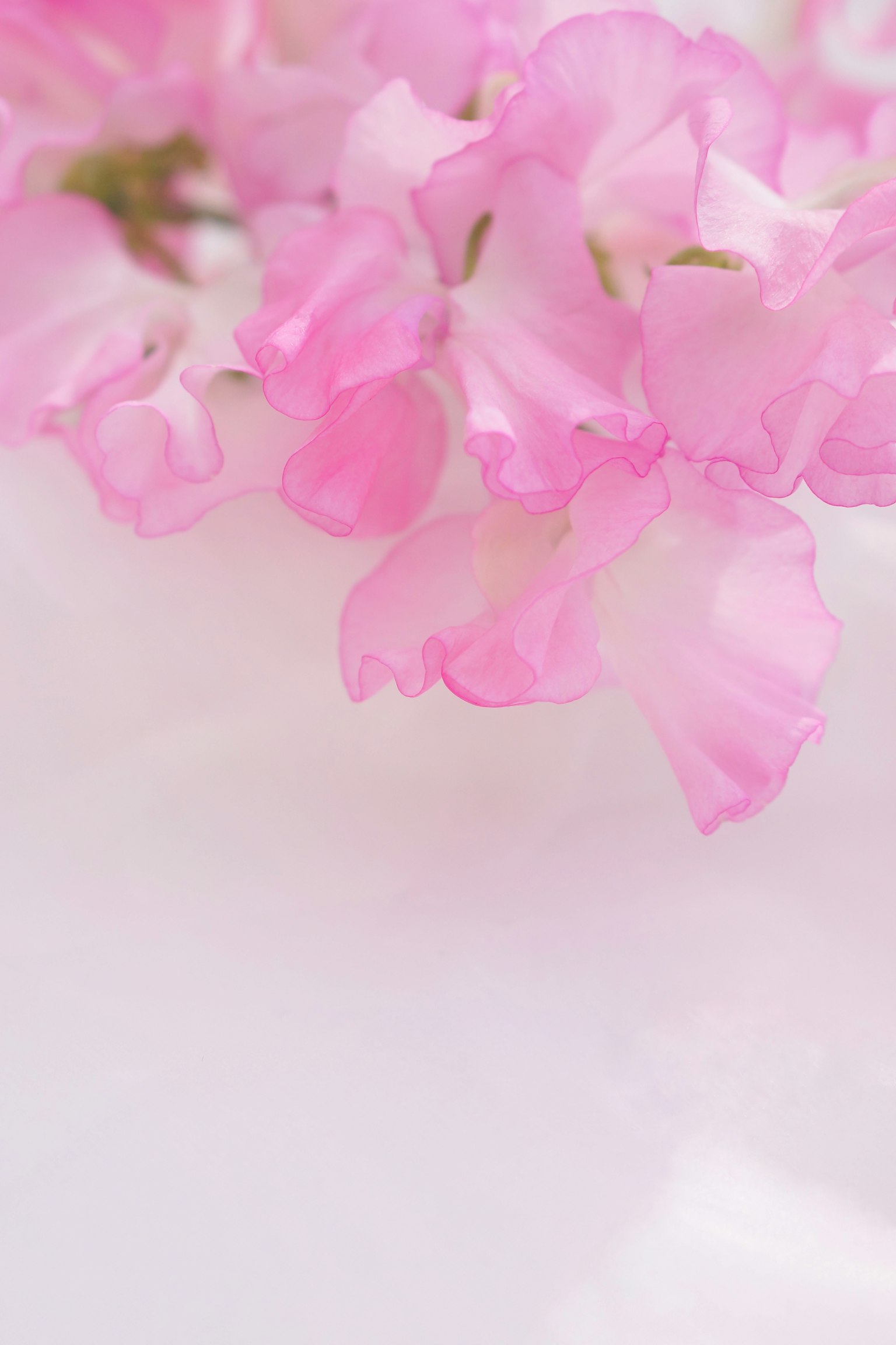 Delicate pink petals against a soft white background