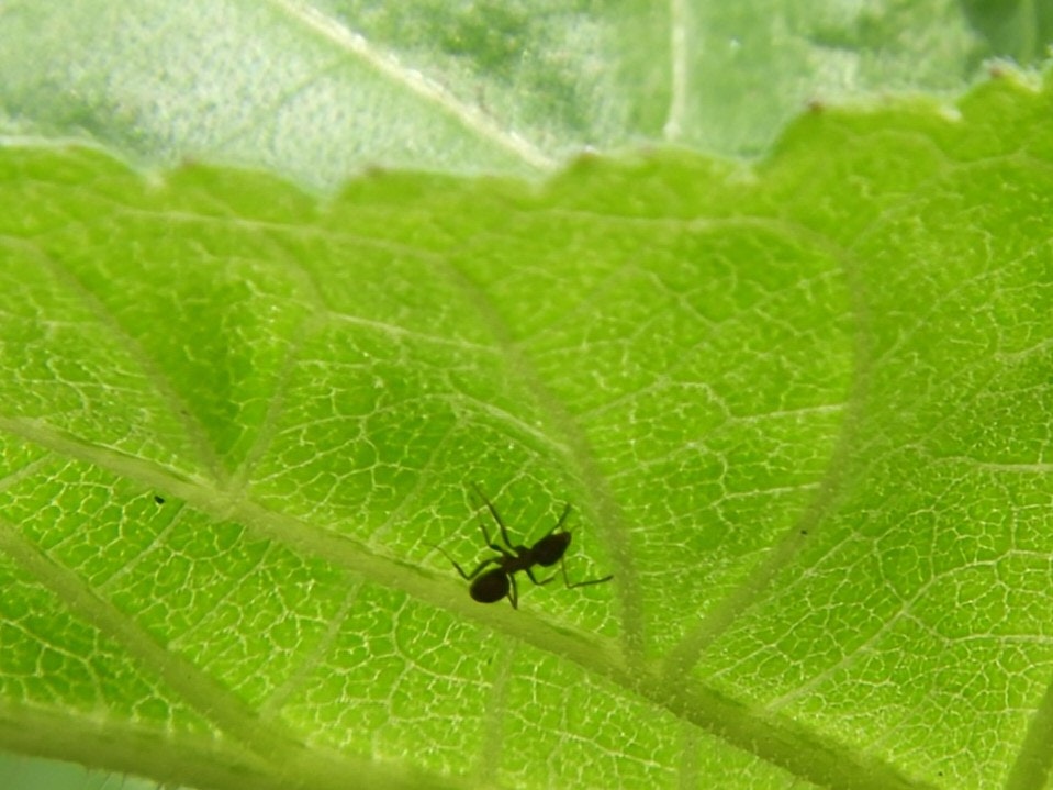 緑の葉にとまる小さな昆虫のクローズアップ