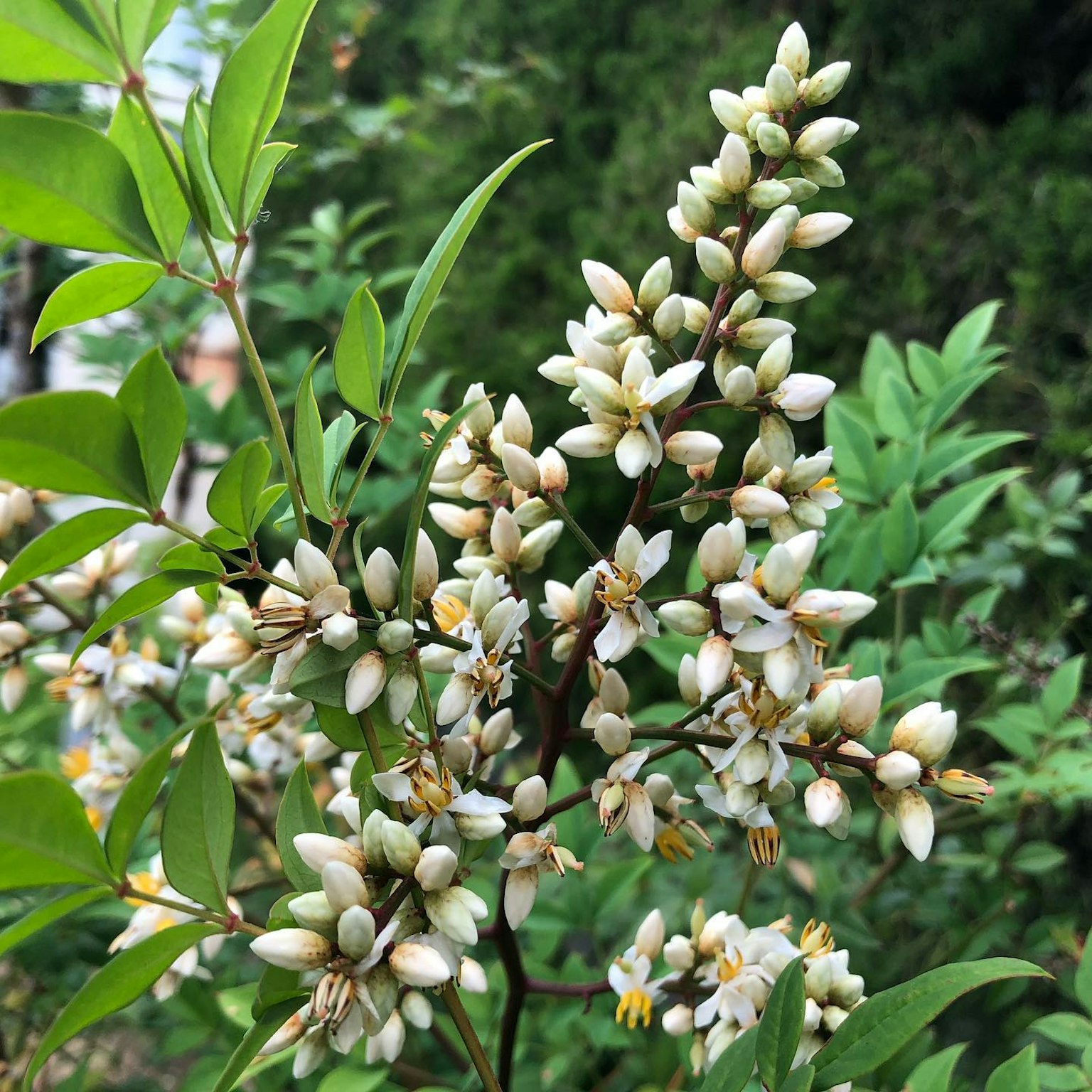 Zweig einer Pflanze mit weißen Blüten umgeben von grünen Blättern