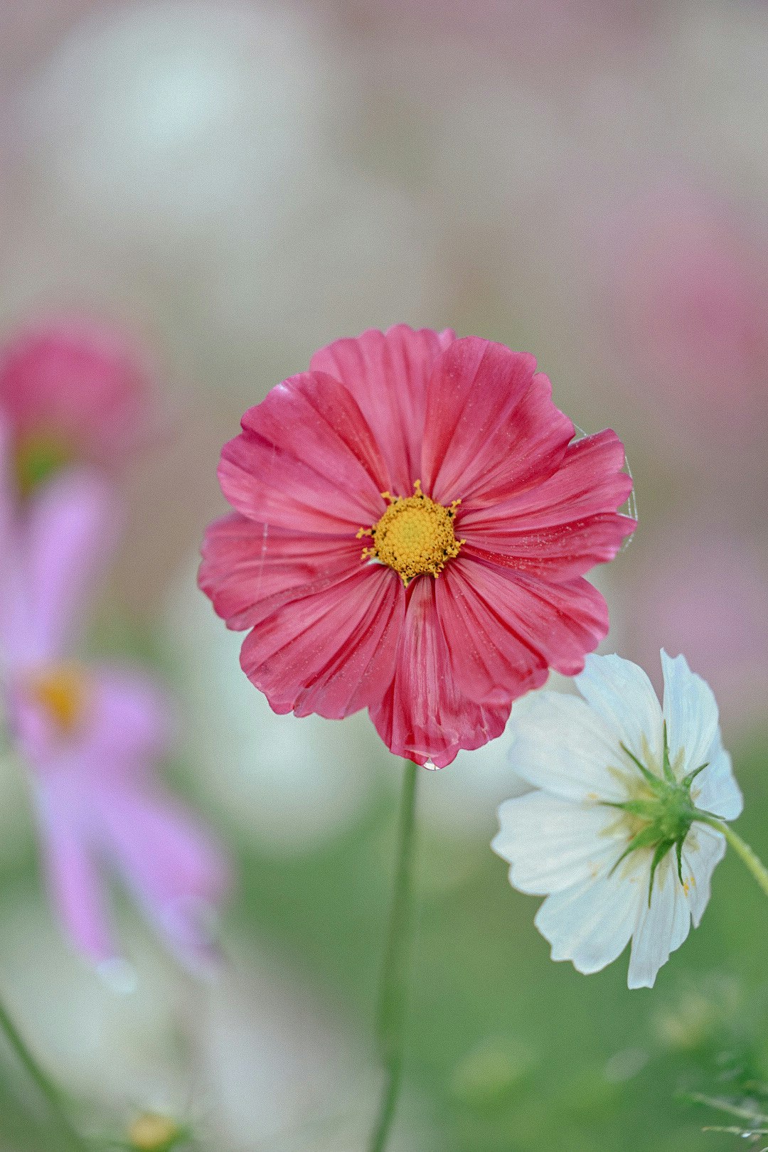 ピンクのコスモスの花が咲く草地のクローズアップ