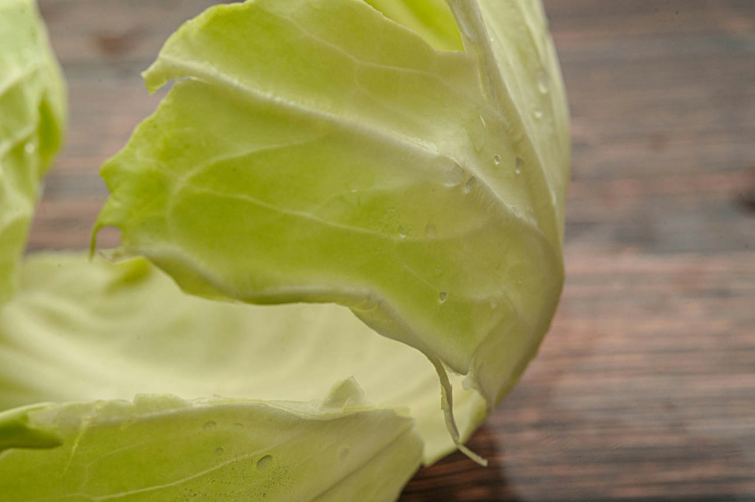 Close-up image of a fresh cabbage leaf