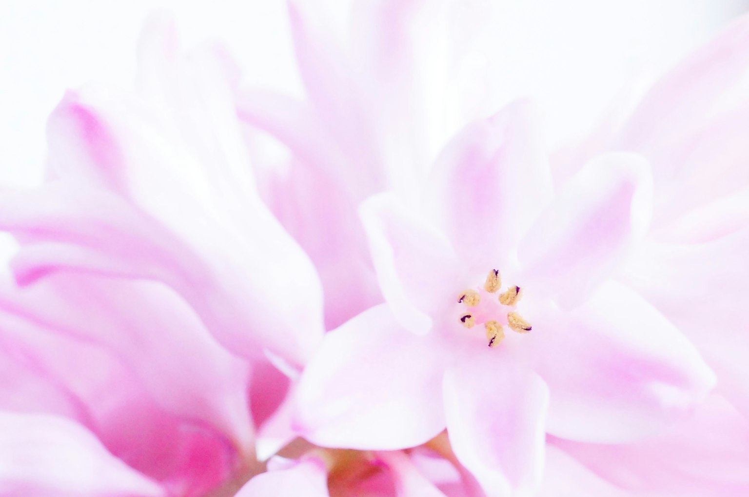 Nahaufnahme einer zarten rosa Blume mit filigranen Blütenblättern