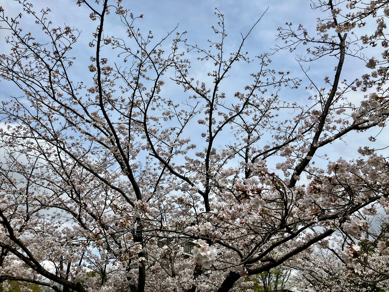 蓝天下的樱花树枝和花朵