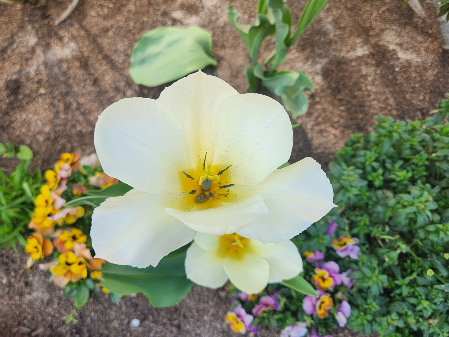 Fleur blanche au centre jaune entourée de fleurs colorées
