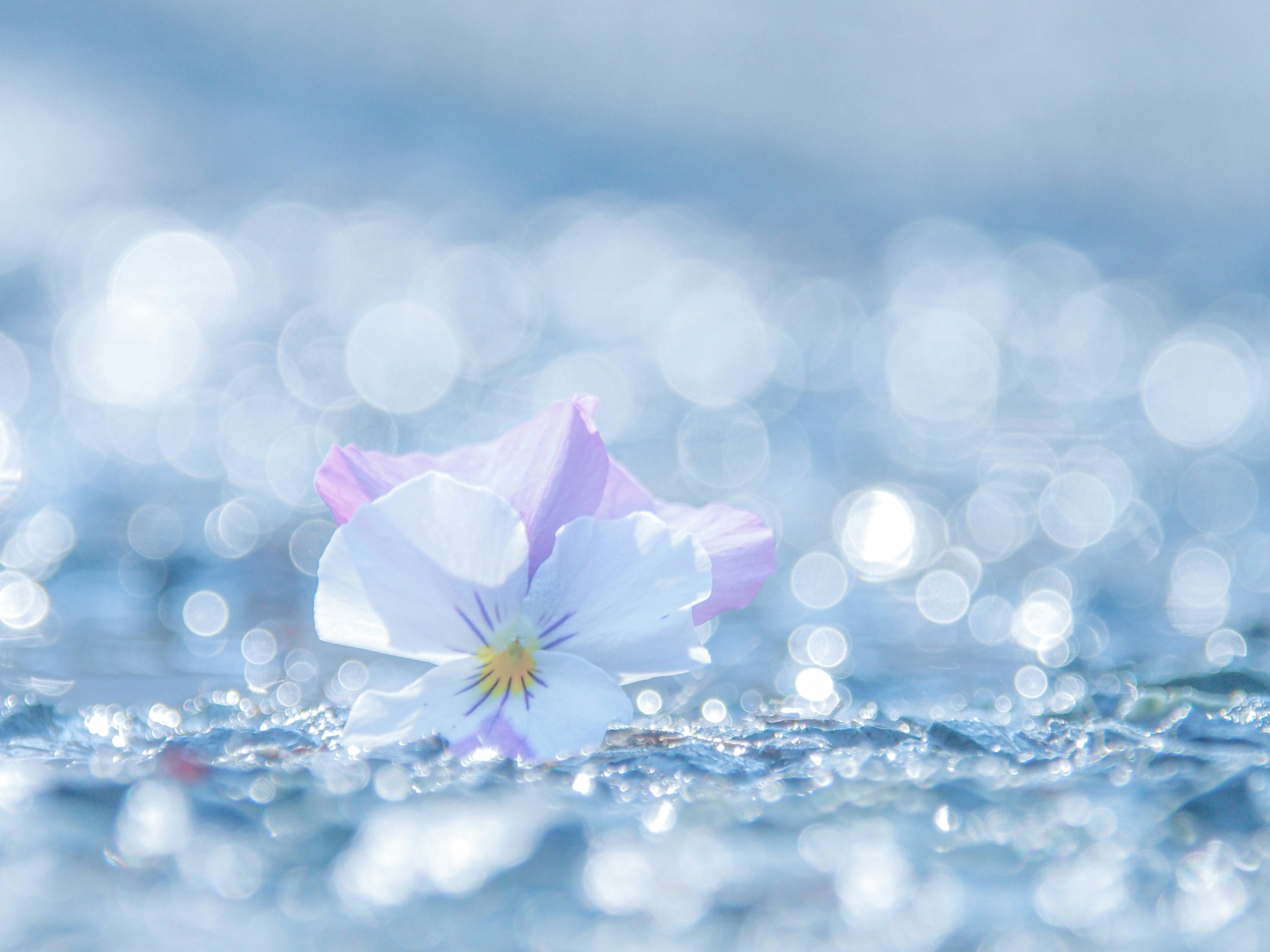 きらめく水面の上に咲くビオラの花