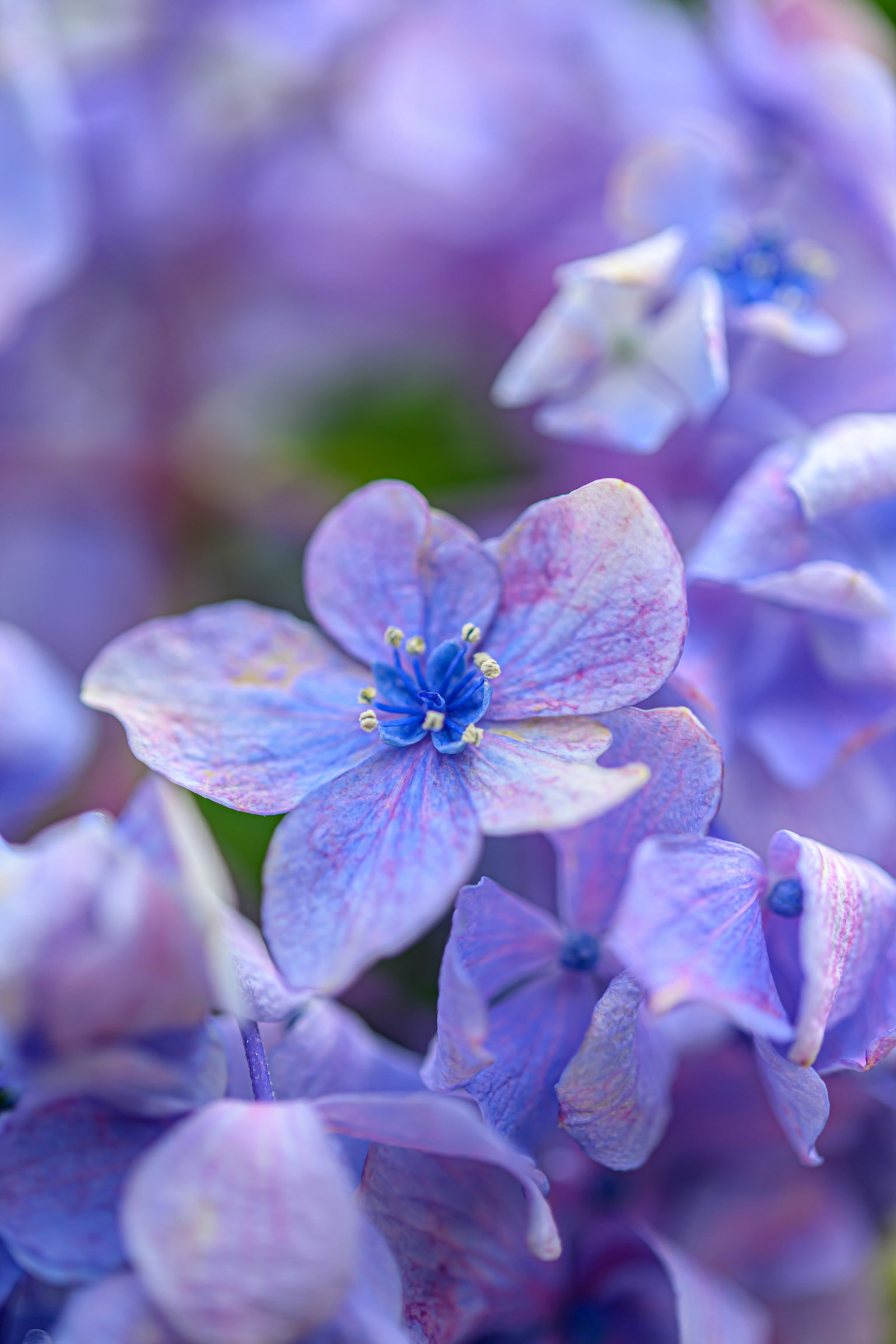 Primo piano di fiori delicati viola con accenti blu