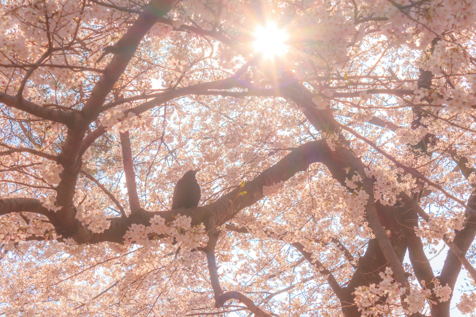 Hermosa vista de cerezos con la luz del sol filtrándose entre las ramas