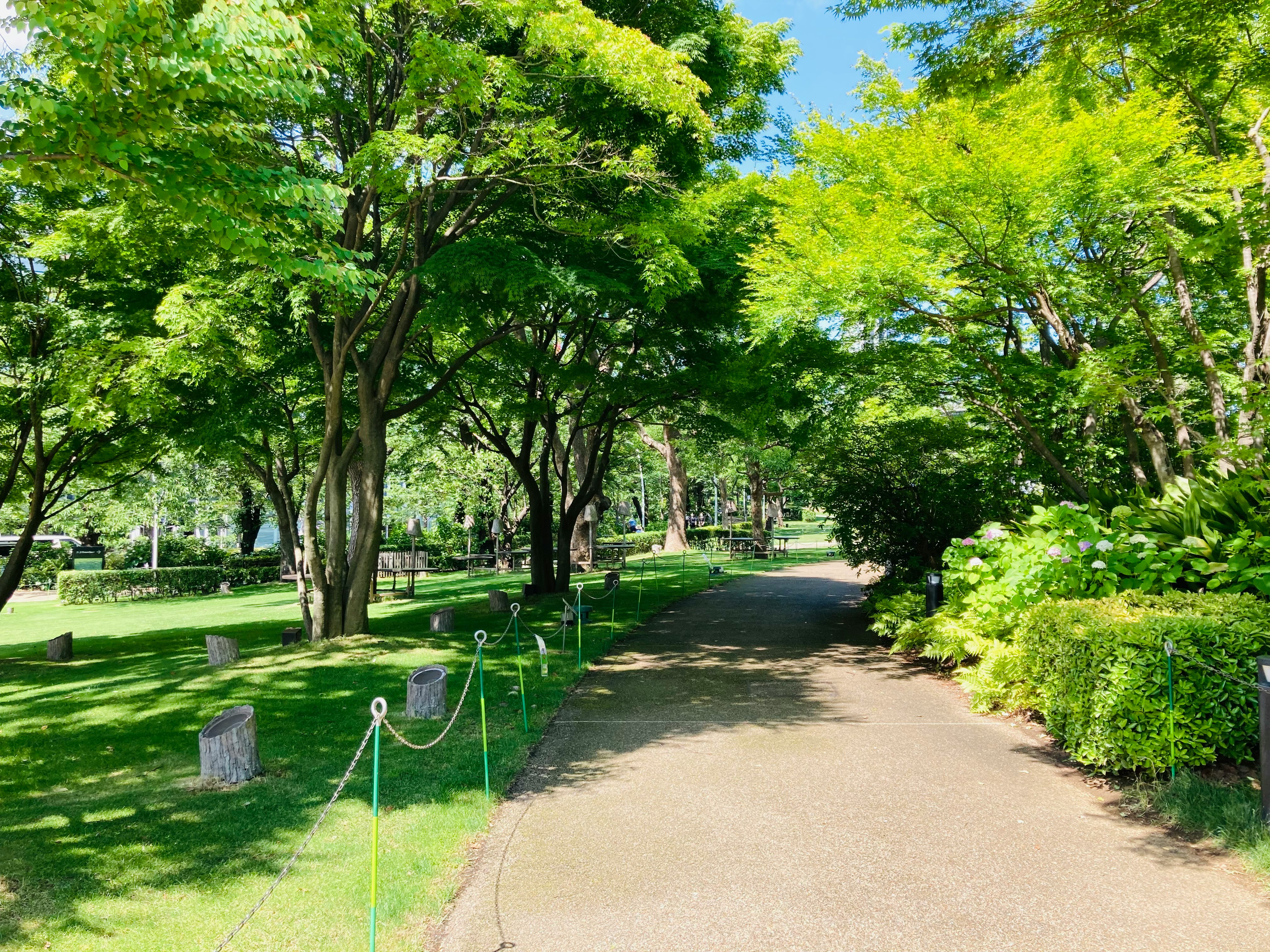 park walkway lined with lush green trees and lawn
