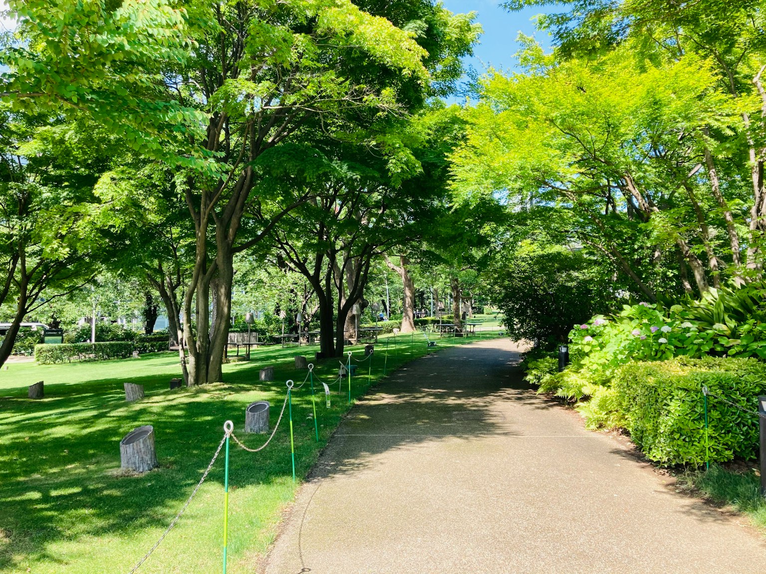 Sentiero verdeggiante del parco con alberi e vegetazione