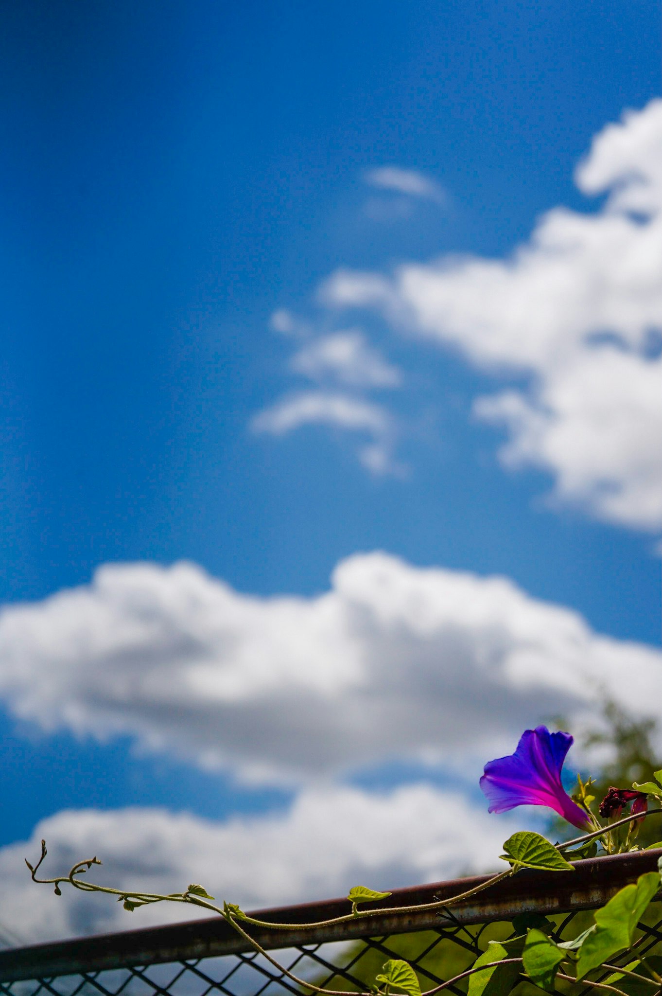 青空と雲の下で咲く紫の花と枝