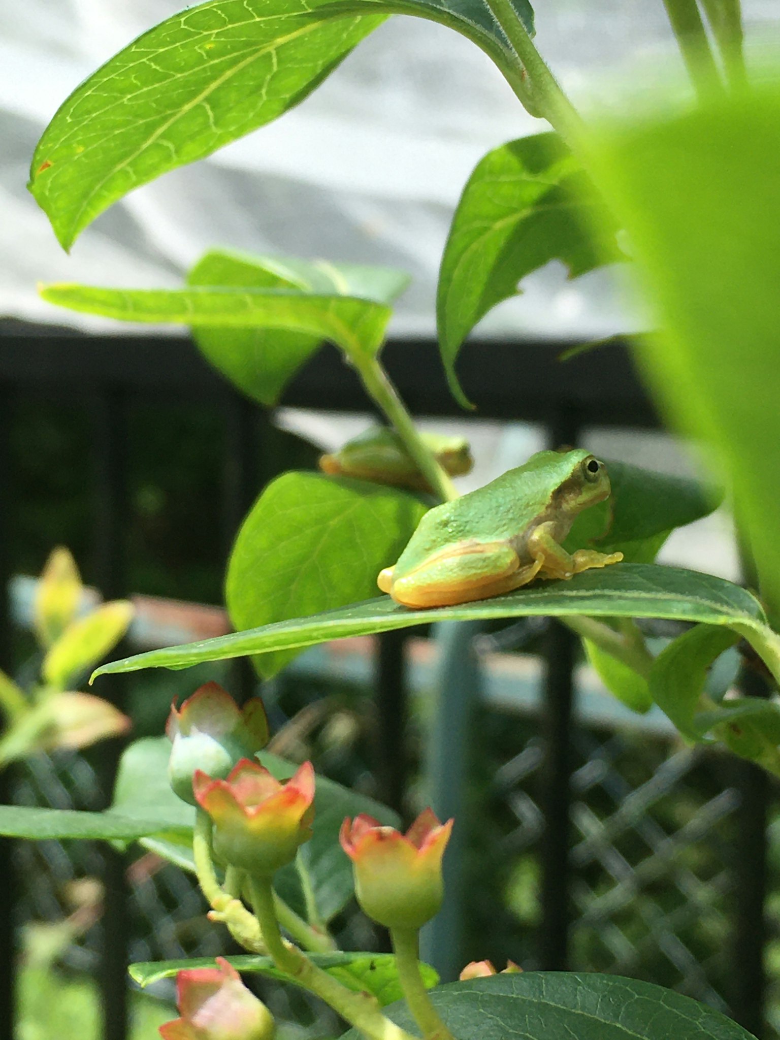 Katak hijau kecil dekat buah biru di tanaman