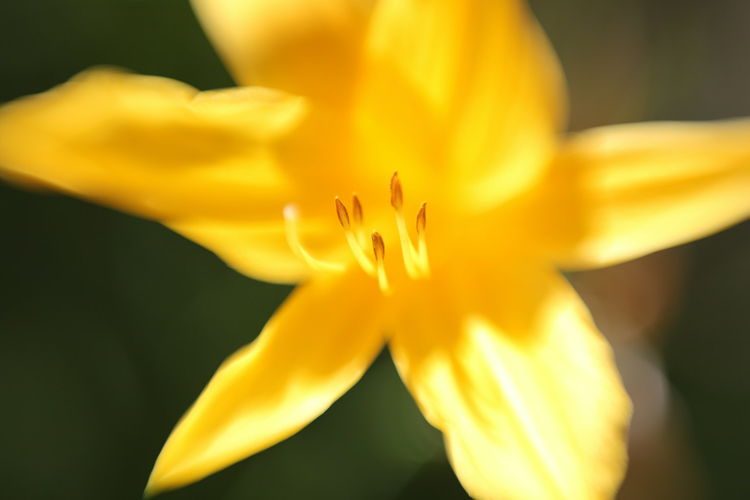 Cận cảnh hoa màu vàng với nền sáng và màu sắc sống động