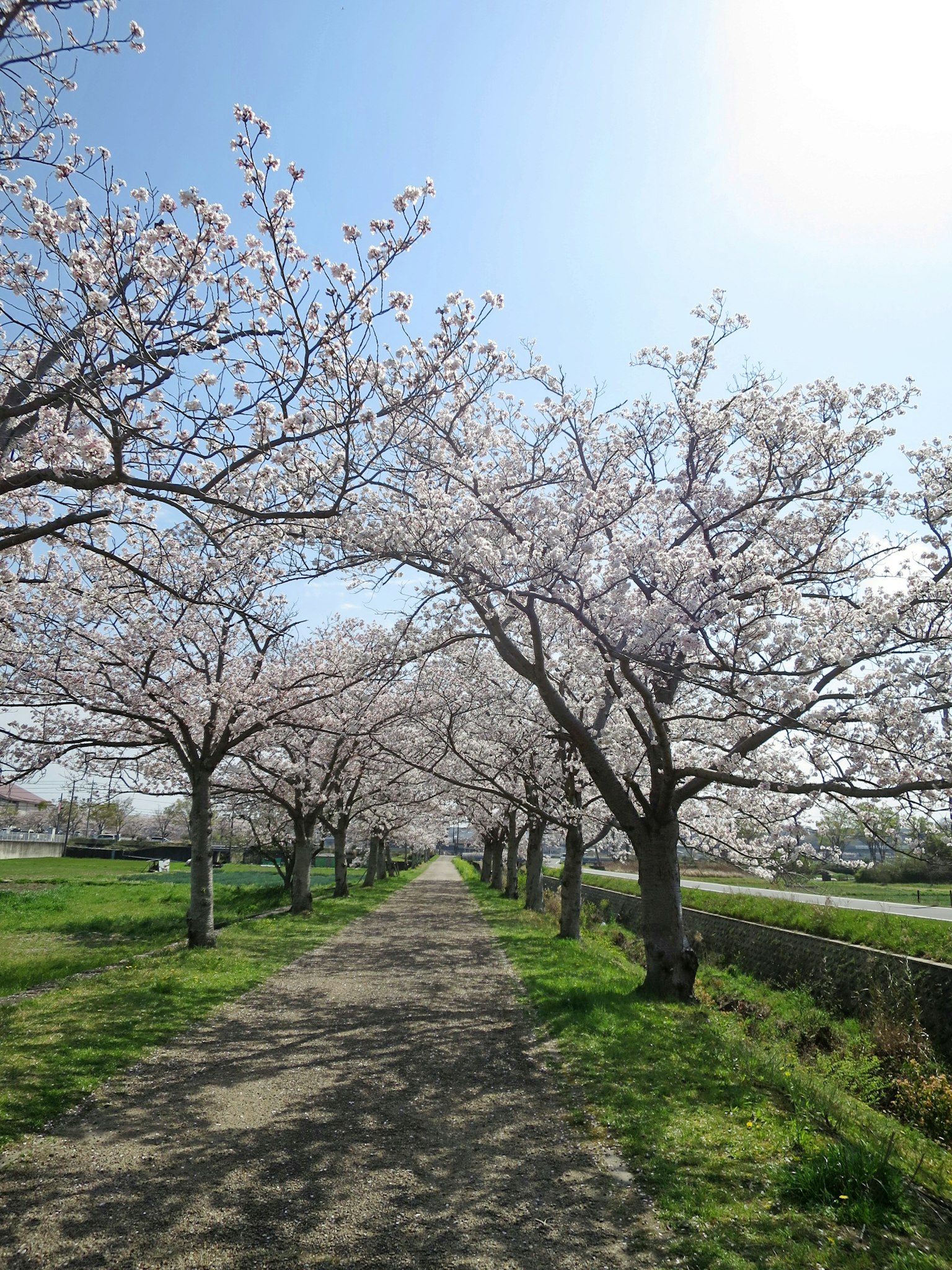 Weg gesäumt von blühenden Kirschbäumen und blauem Himmel