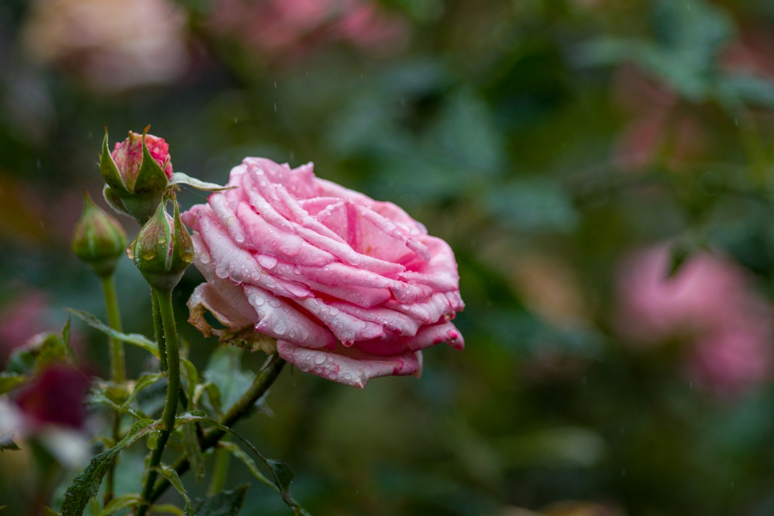 Hermosa rosa rosa cubierta de rocío