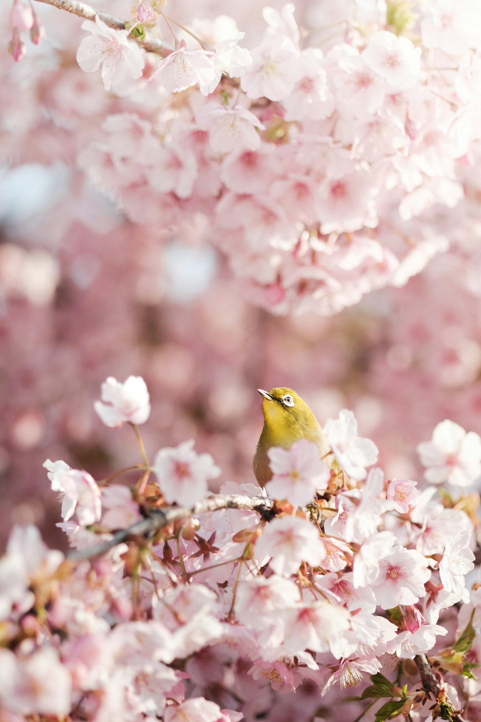 Ein kleiner Vogel zwischen rosa Kirschblüten