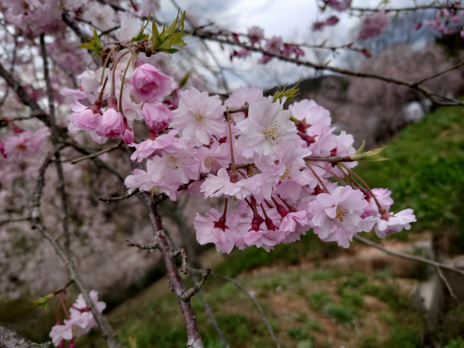 Blooming cherry blossom branches with pink flowers