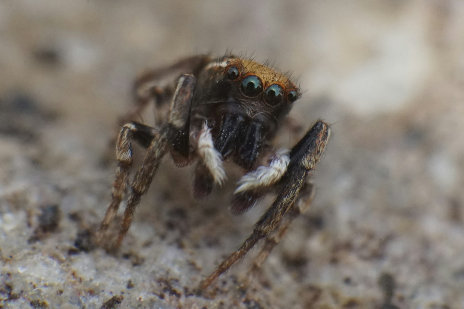 Una pequeña araña con vello corporal detallado está en el suelo