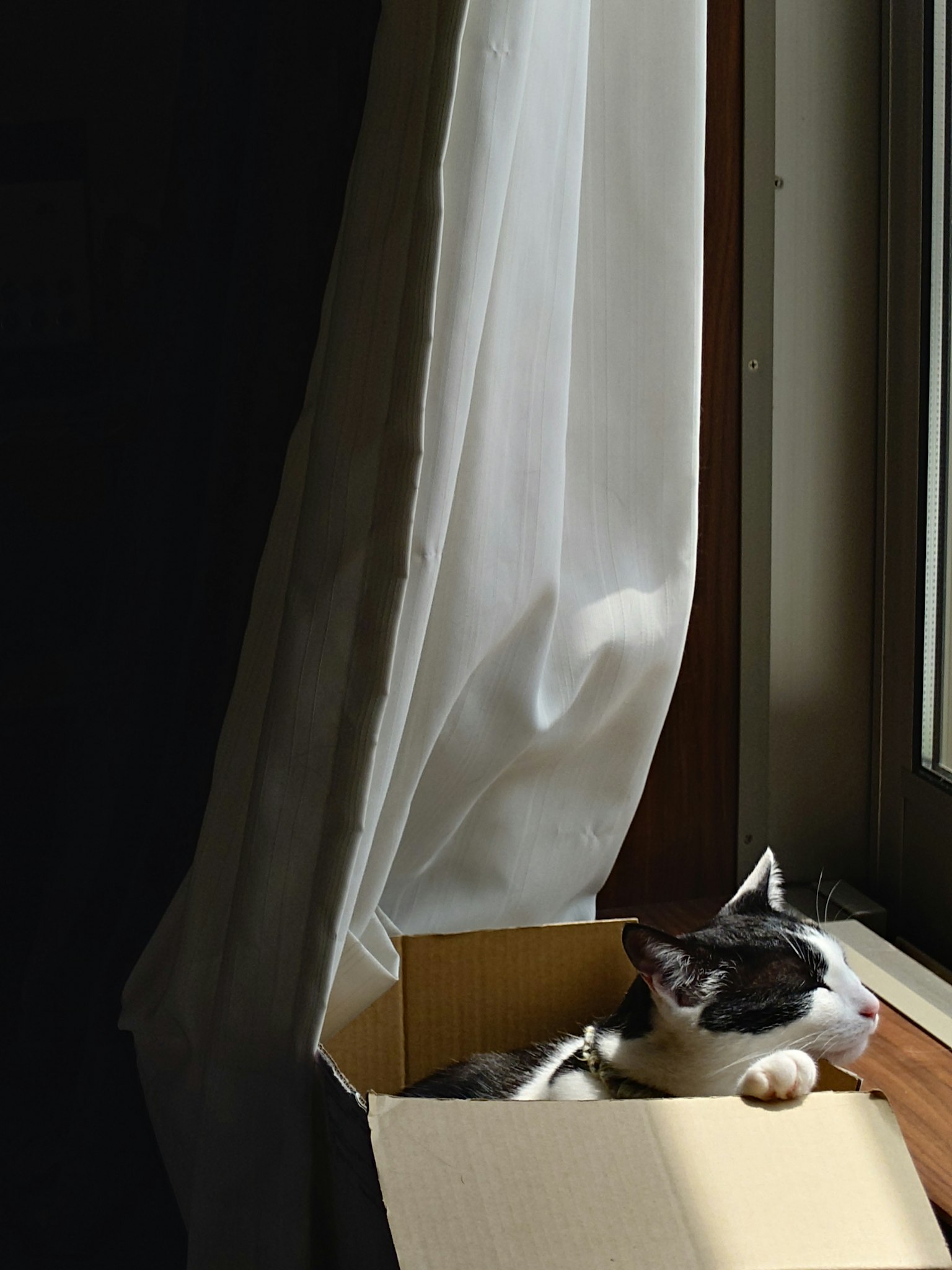 窓辺にいる猫が箱の中で外を見つめている