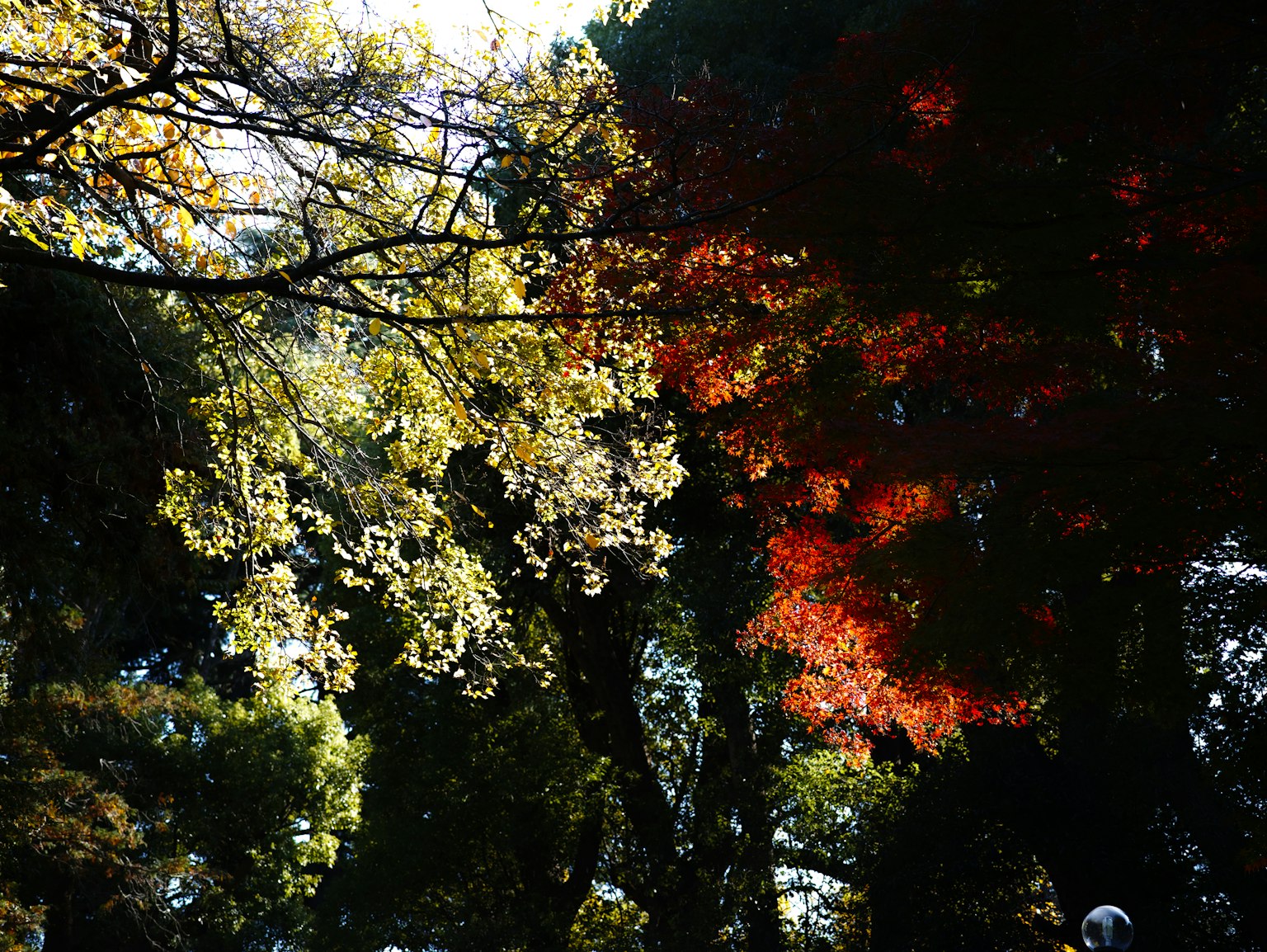Trees with autumn foliage showcasing vibrant yellow and red leaves