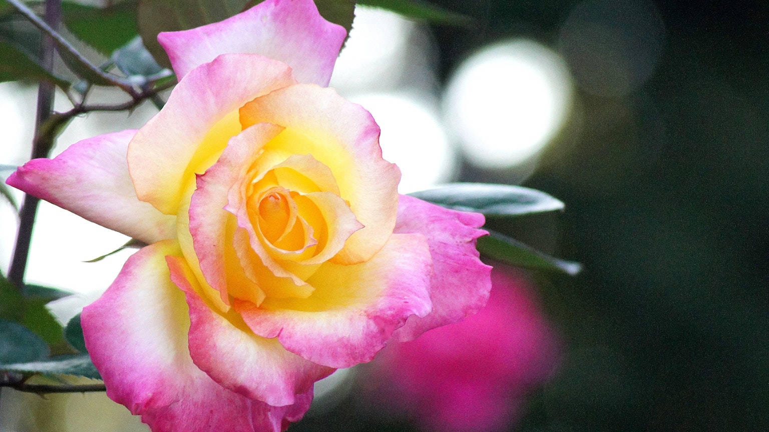 Una rosa vibrante rosa e gialla che fiorisce magnificamente