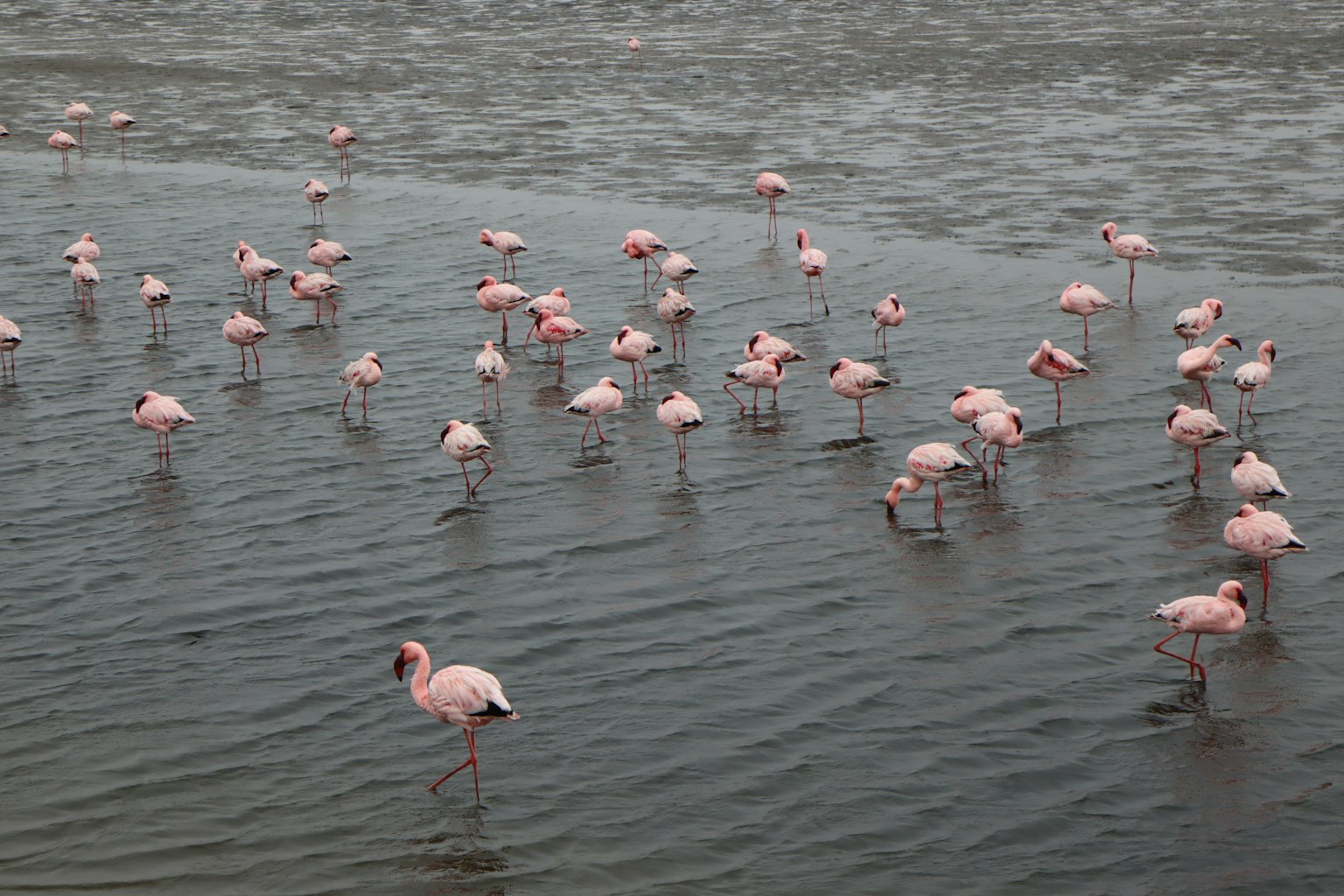 Un groupe de flamants roses se tenant dans l'eau peu profonde montrant leurs plumes rose pâle