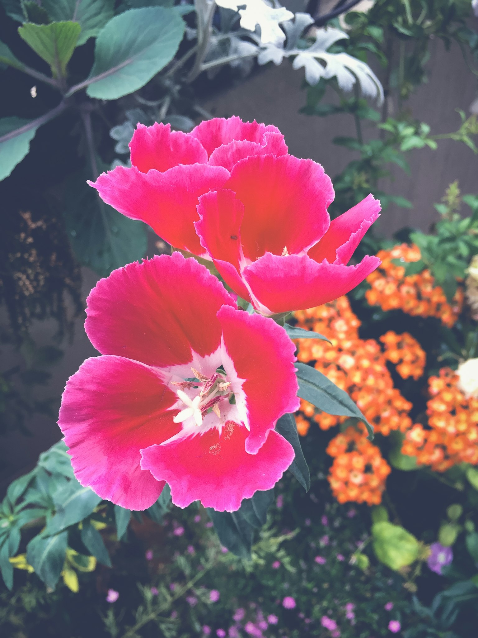 ดอกไม้สีชมพูสดใสเบ่งบานในสวน
