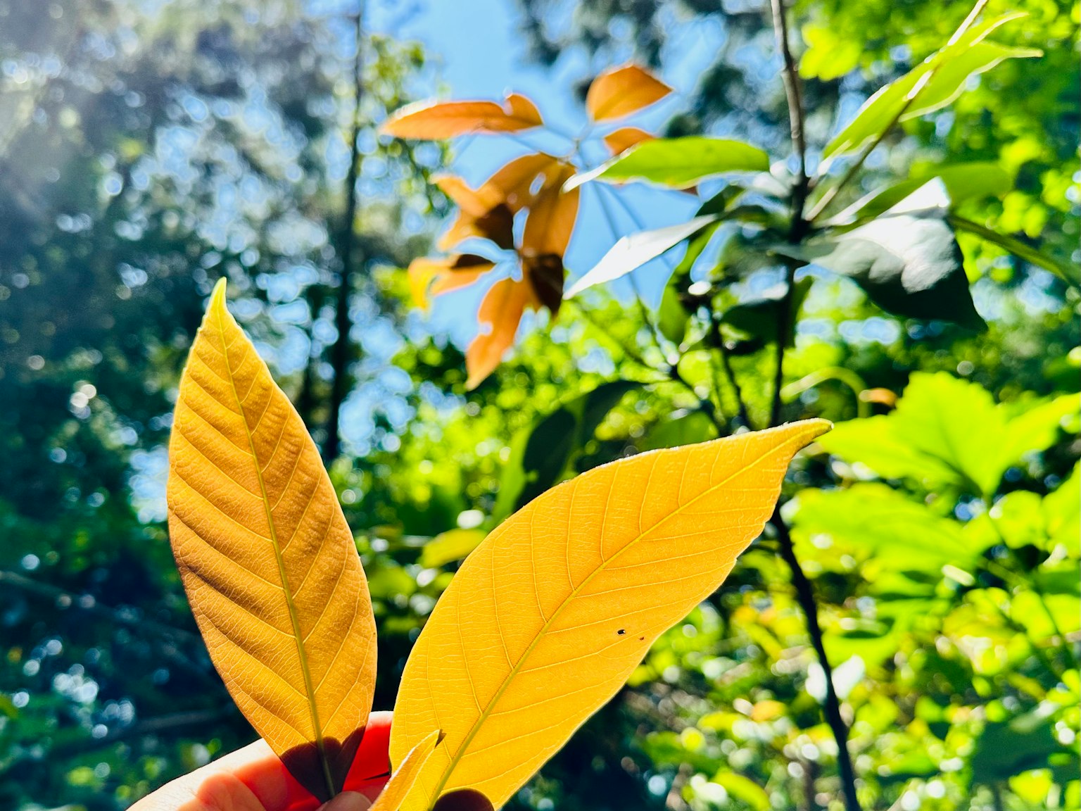 手持黃色葉子，背景是綠色葉子