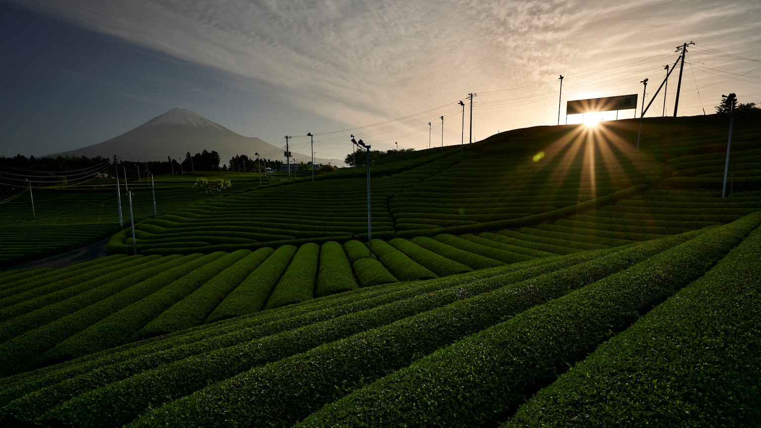 Lush tea fields with Mount Fuji in the background and sunlight streaming through the landscape