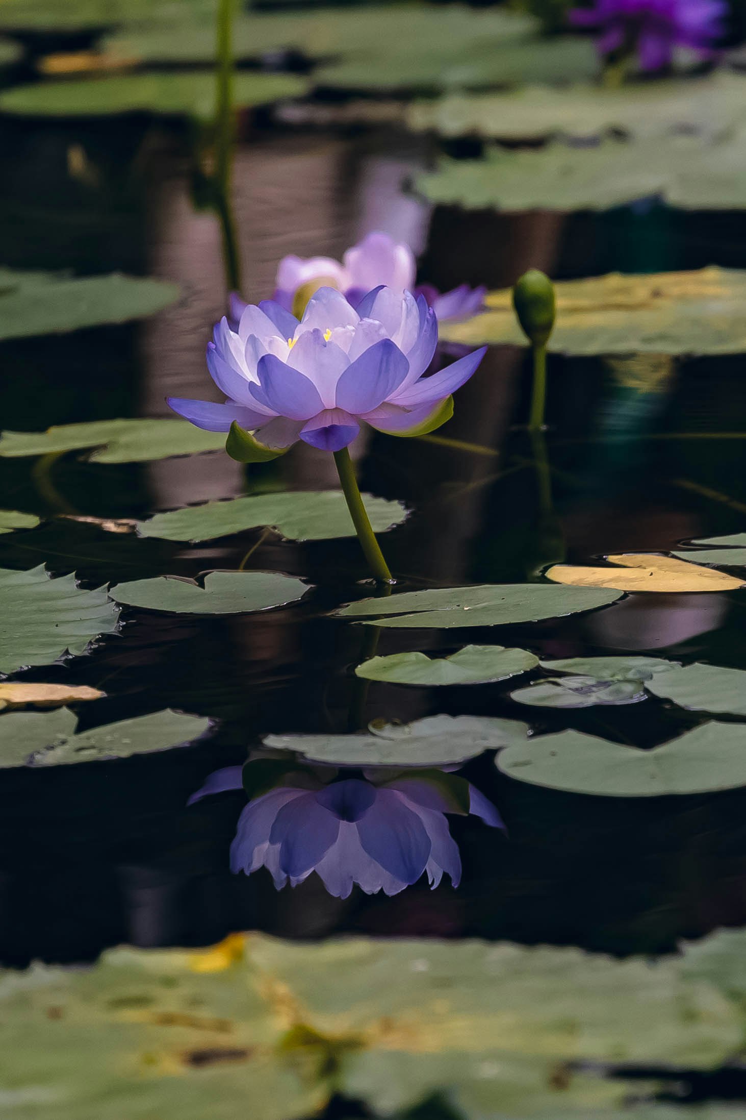 スイレンの花と水面の反射