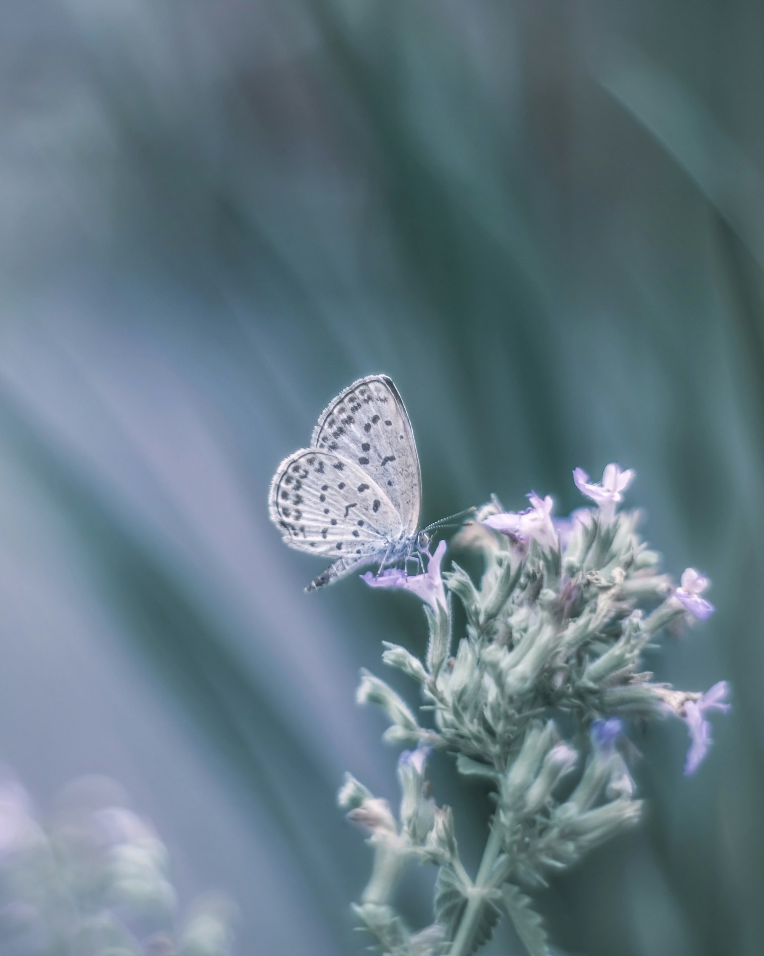 Un papillon délicat posé sur une fleur aux couleurs douces