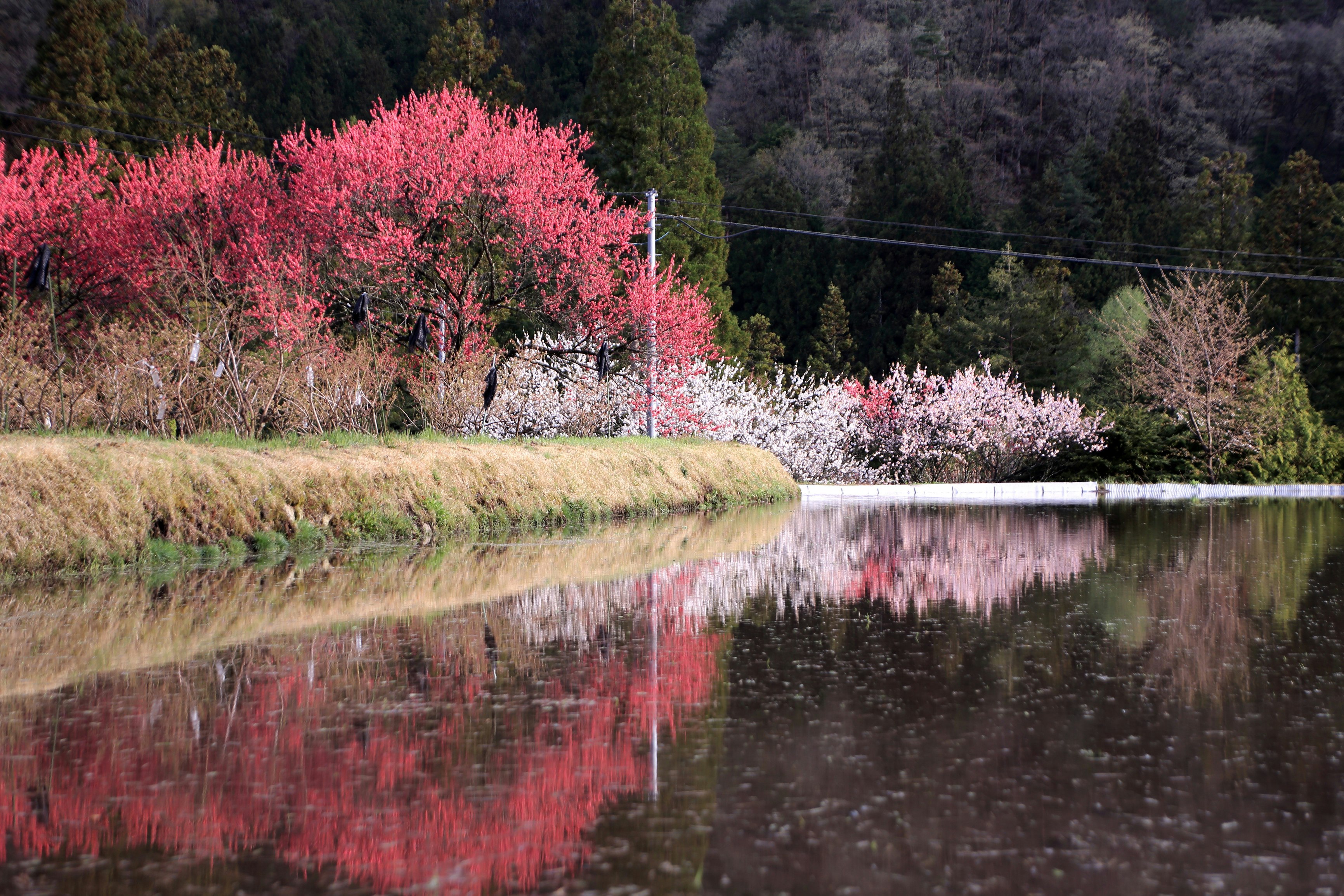 池に映るピンクの花が咲く並木と水辺の景色