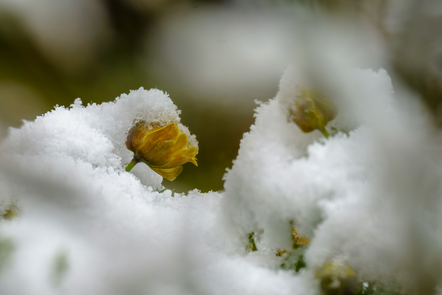 Boccioli di fiori gialli coperti di neve con uno sfondo sfocato