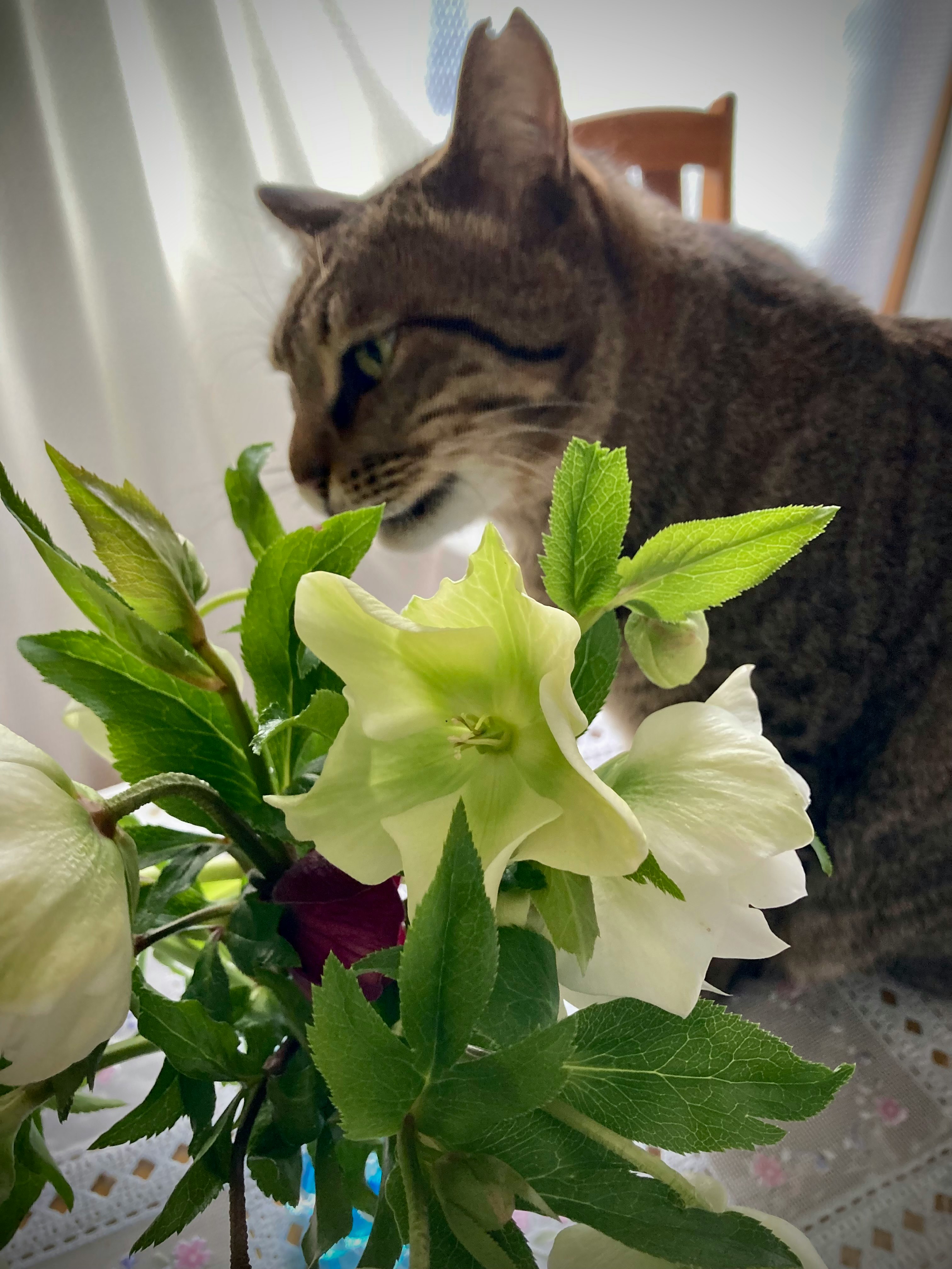 キジトラ猫がクリスマスローズの花束を見つめる室内の様子