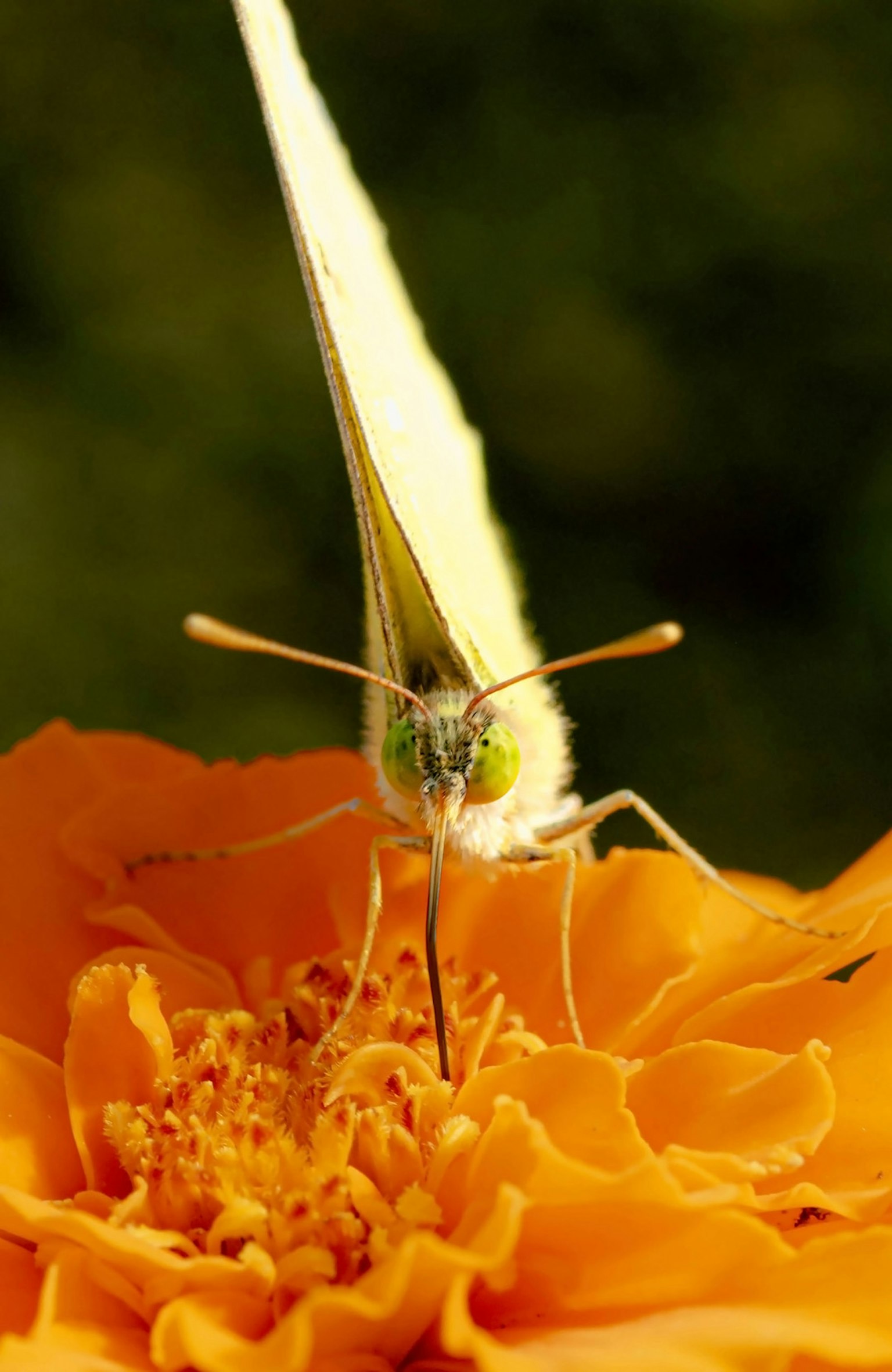 Farfalla gialla posata su un fiore arancione
