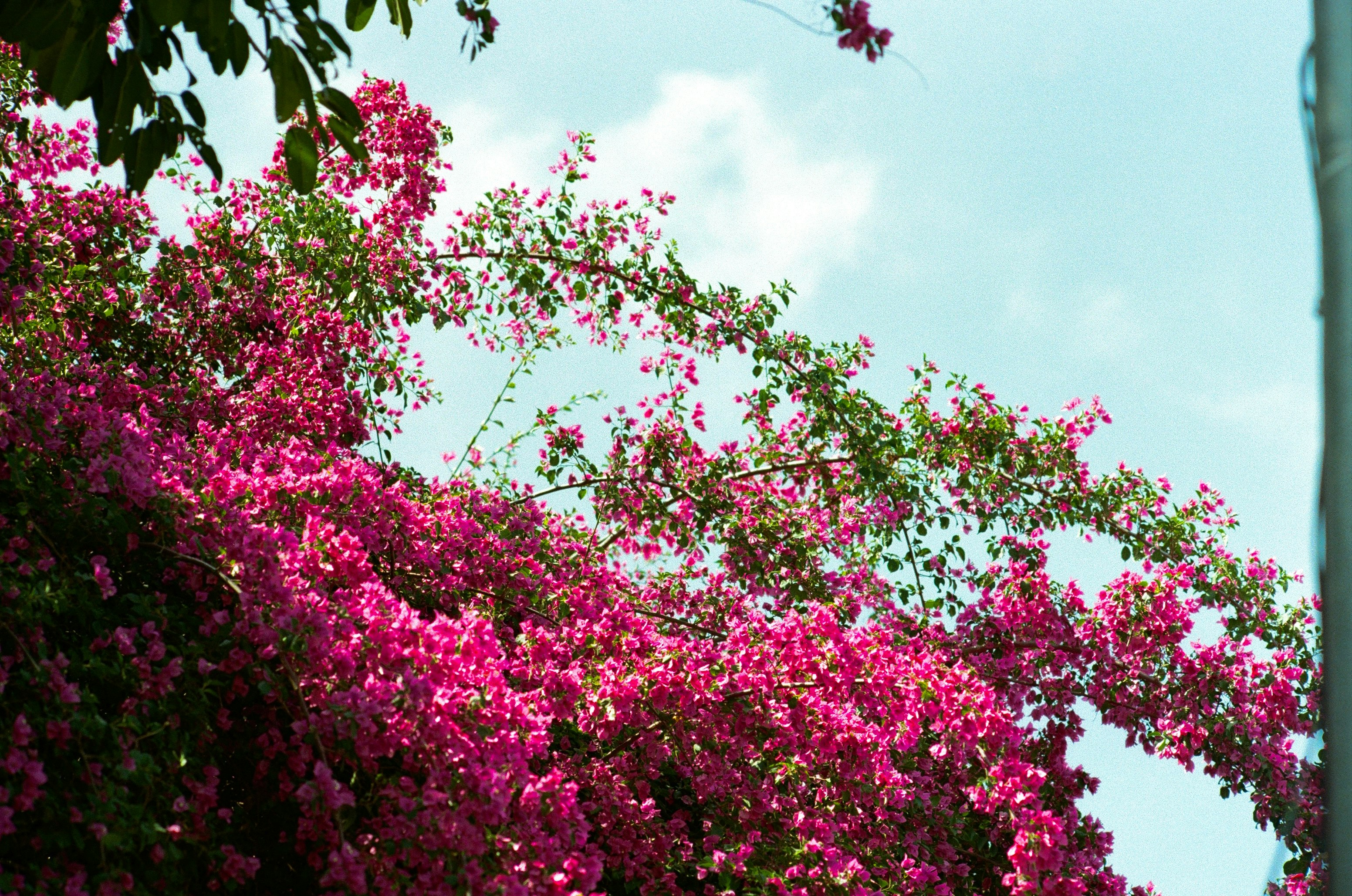 siepe fiorita densa con fiori rosa vivaci