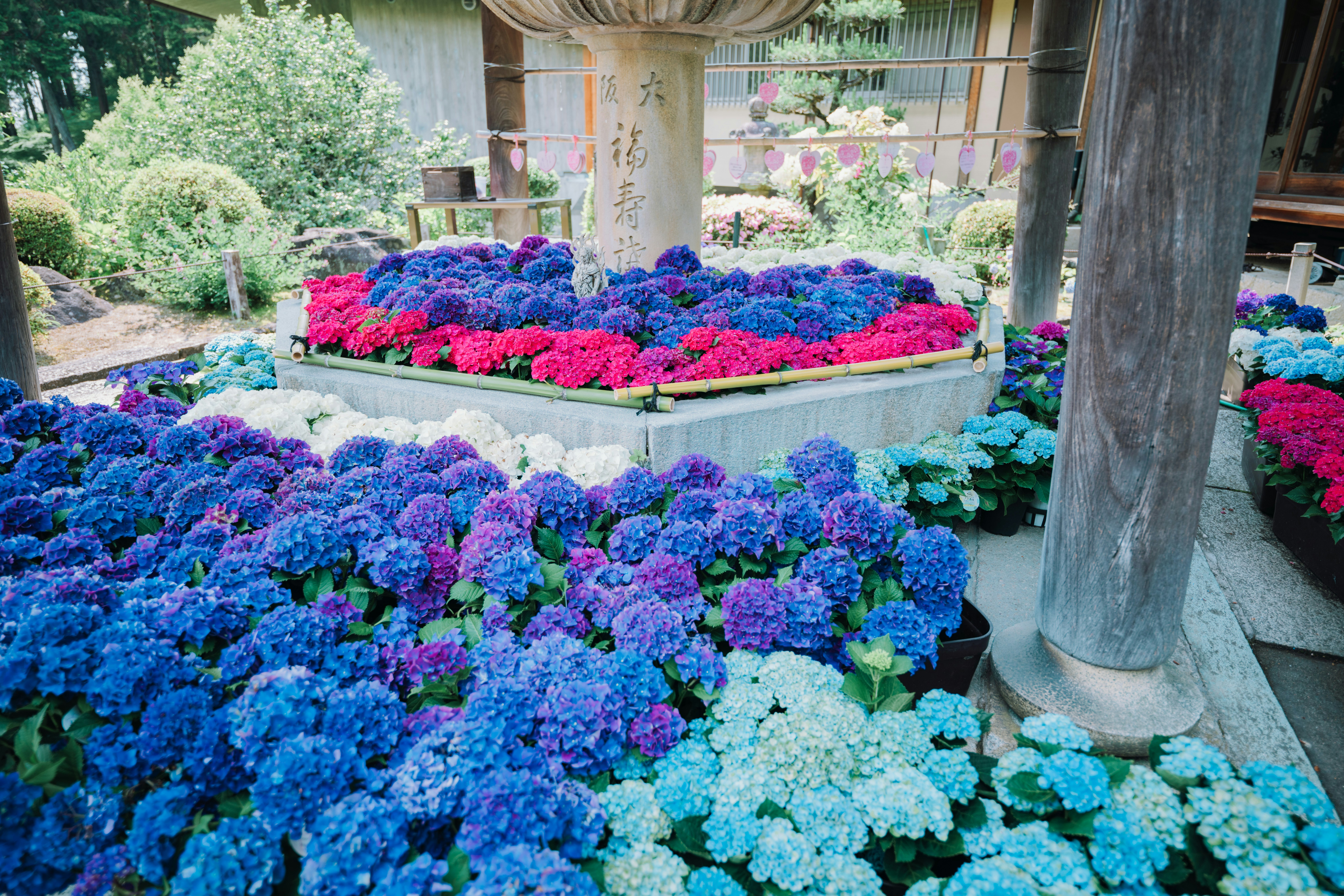 色とりどりのアジサイが並ぶ花壇の庭園の一角