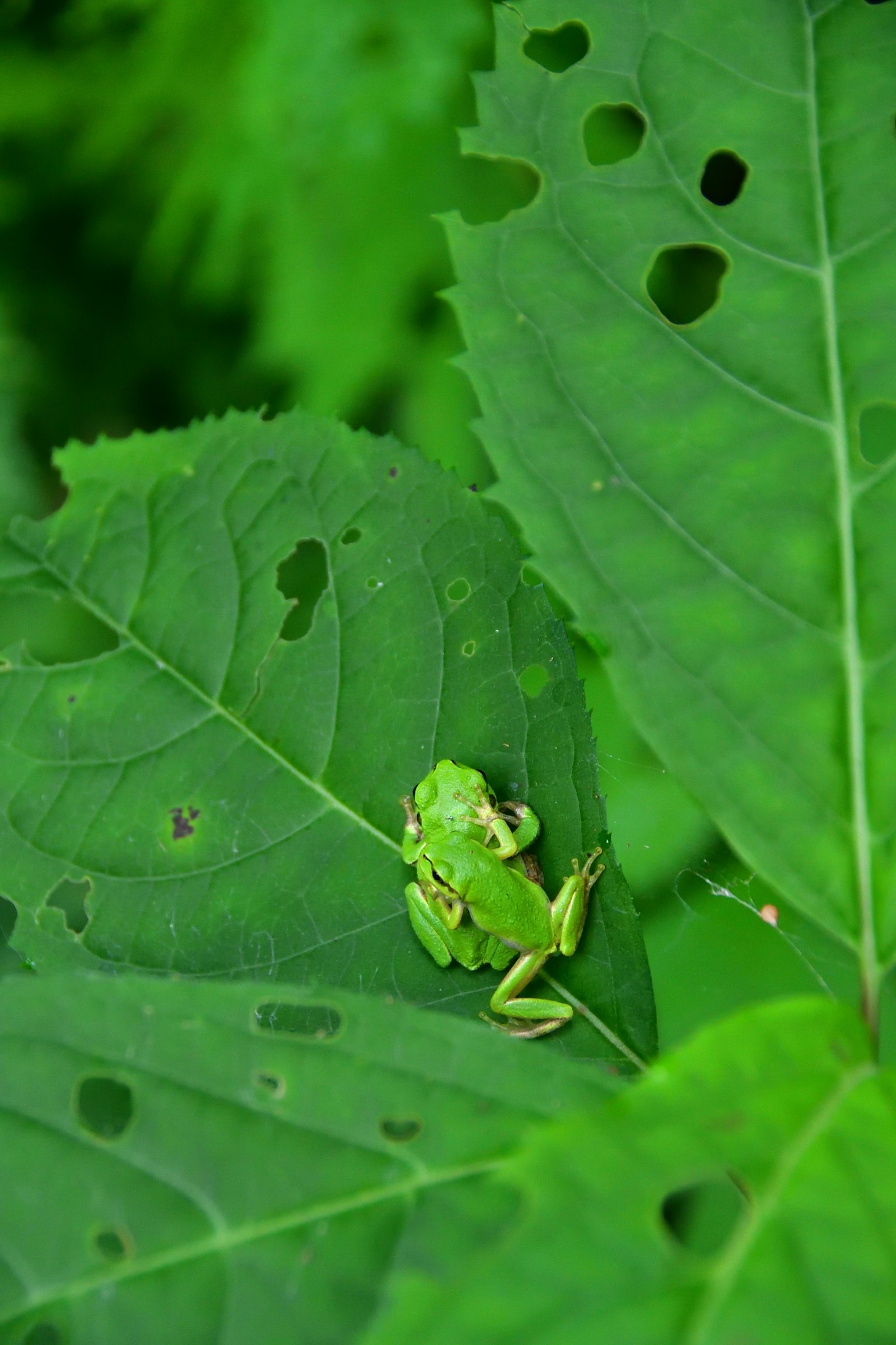 A small green frog on a green leaf