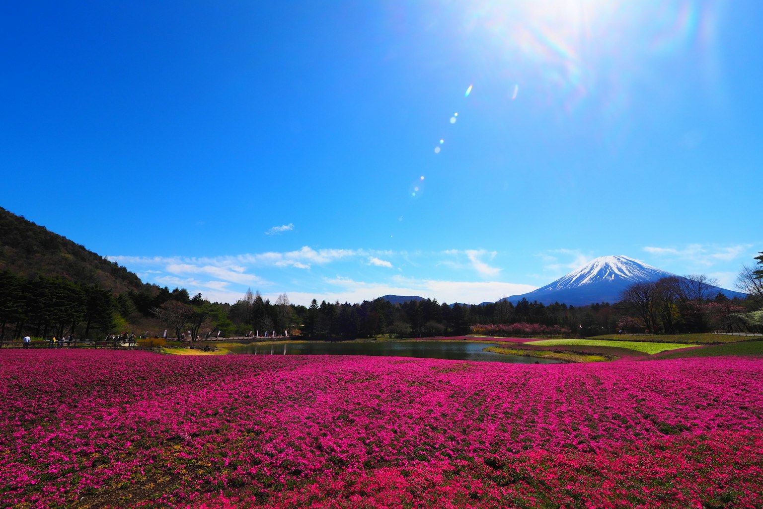 Campo de flores rosas vibrantes bajo un hermoso cielo azul con una montaña nevada