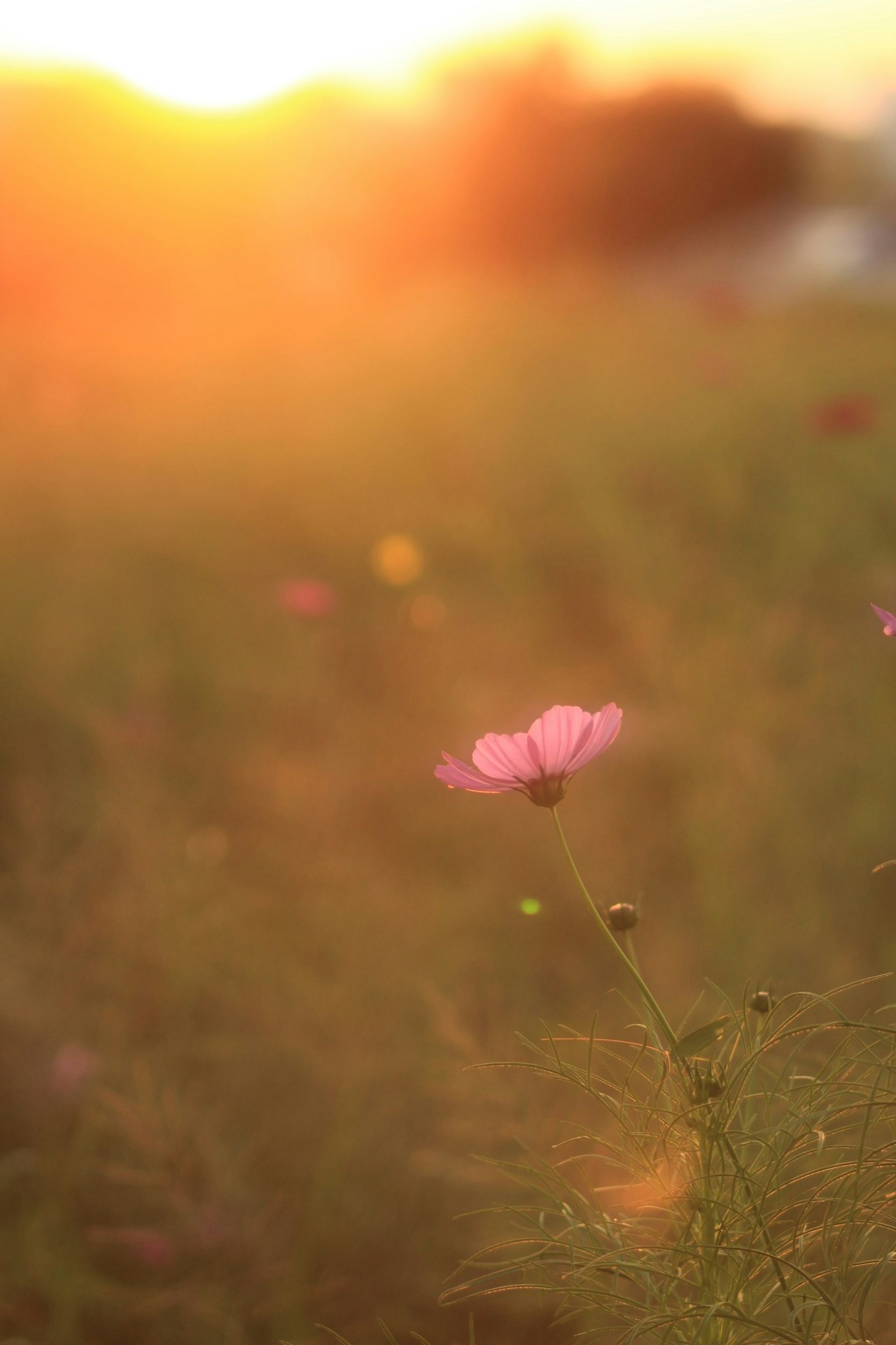 Pink cosmos flower against a sunset background