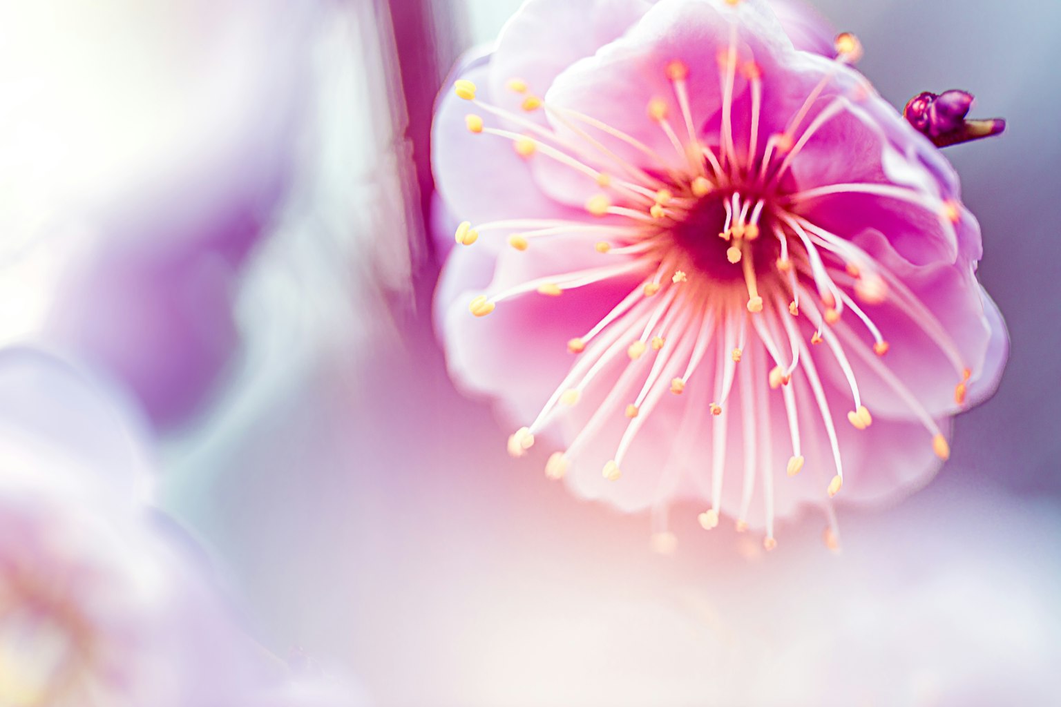 Gros plan d'une fleur de prunier avec des pétales roses doux et des étamines jaunes