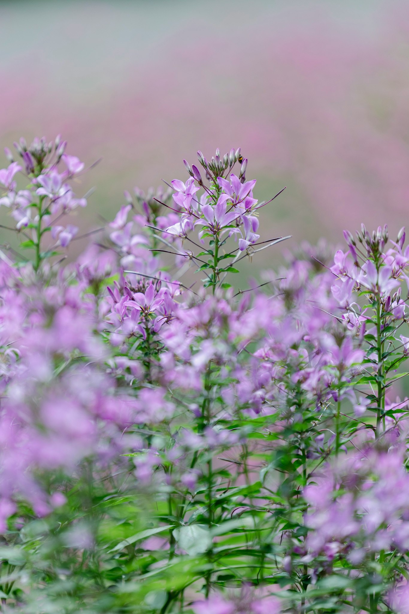 紫の花が群生する草地のマクロ風景