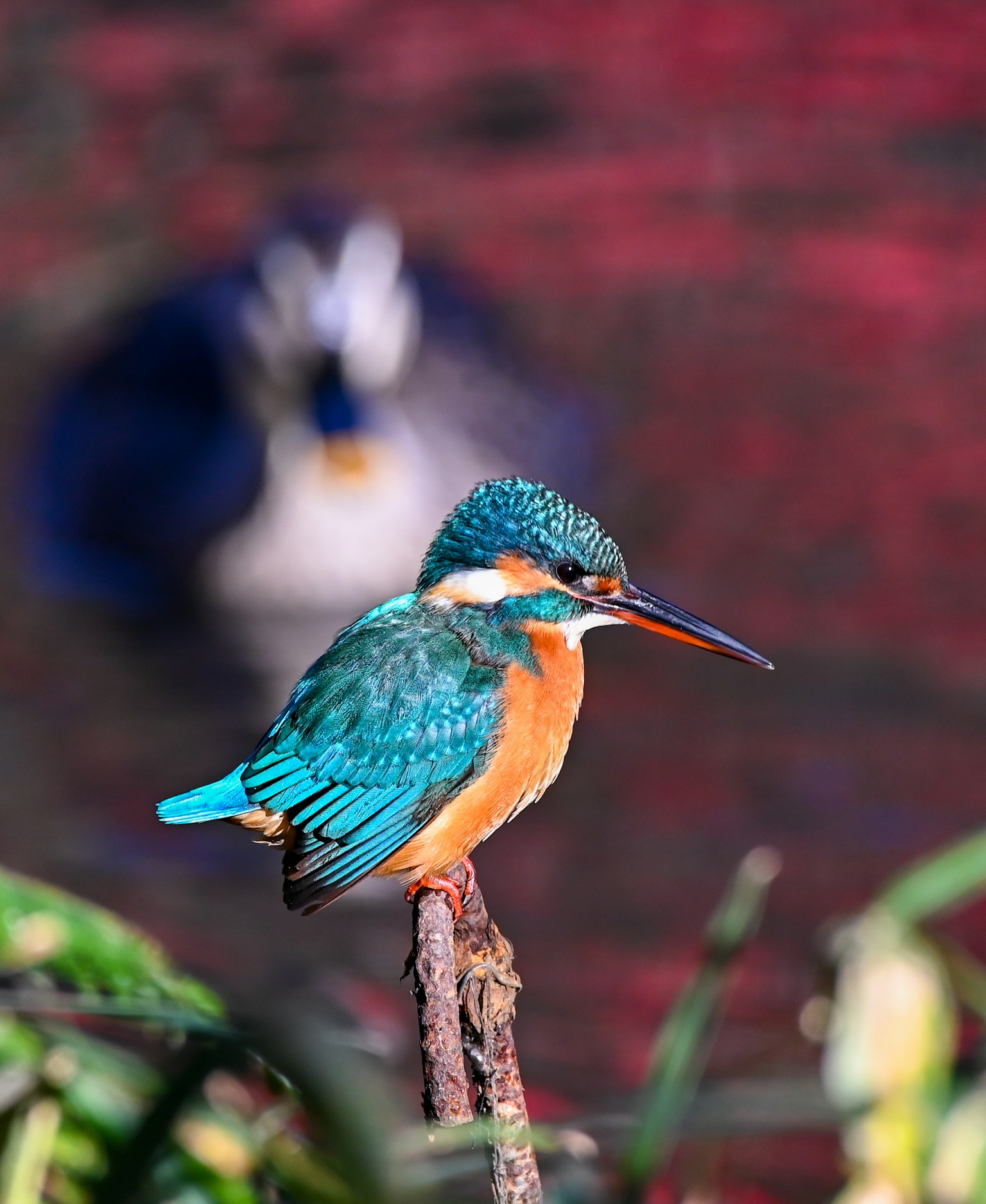 A vibrant blue and orange kingfisher perched on a branch with a blurred background of another bird