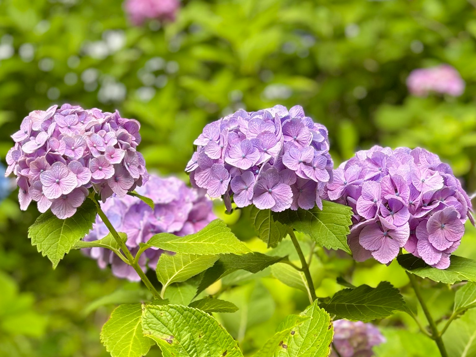 Fiori di ortensia viola chiaro in grappoli su sfondo verde