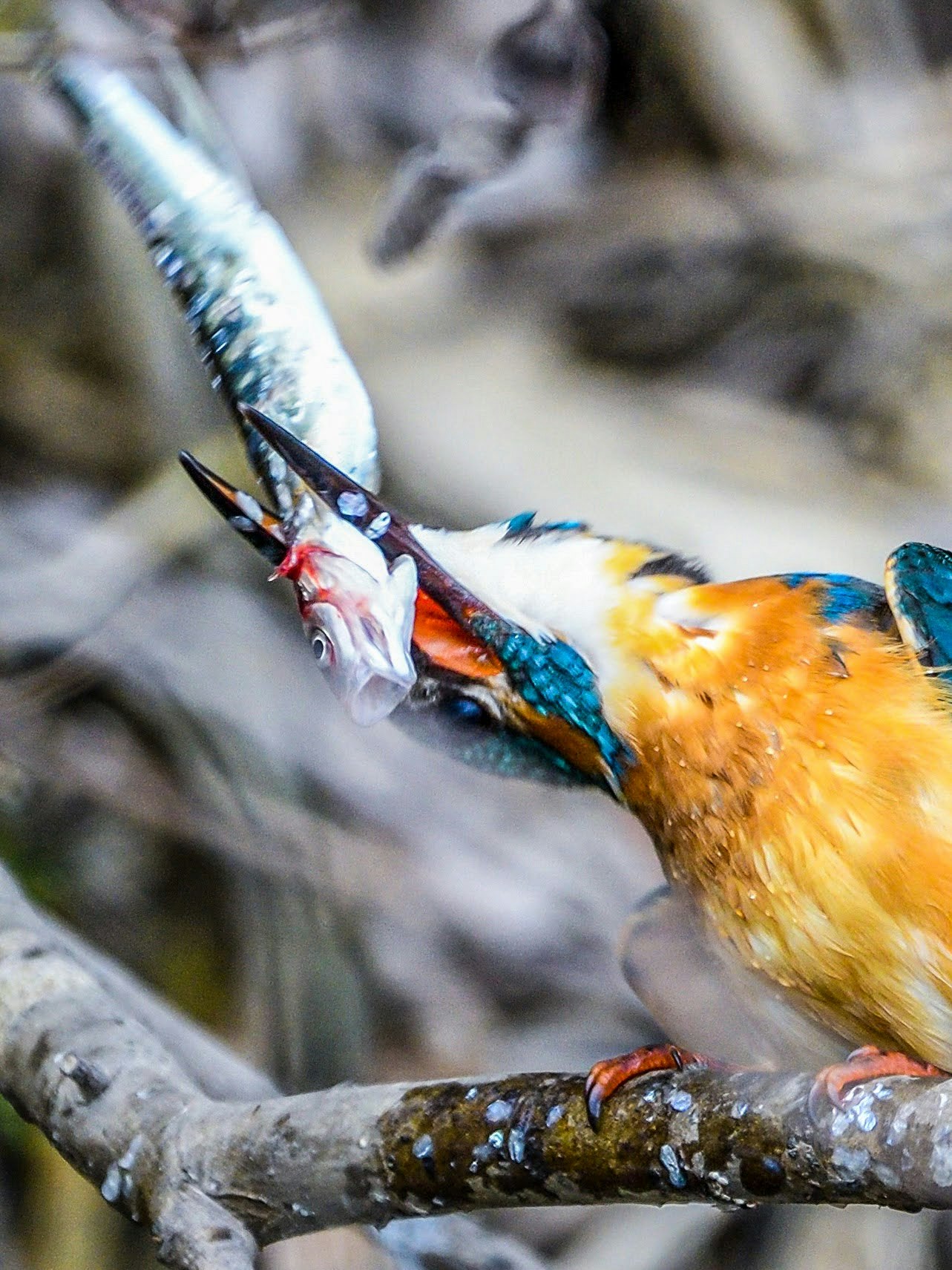 Colorful birds perched on a branch