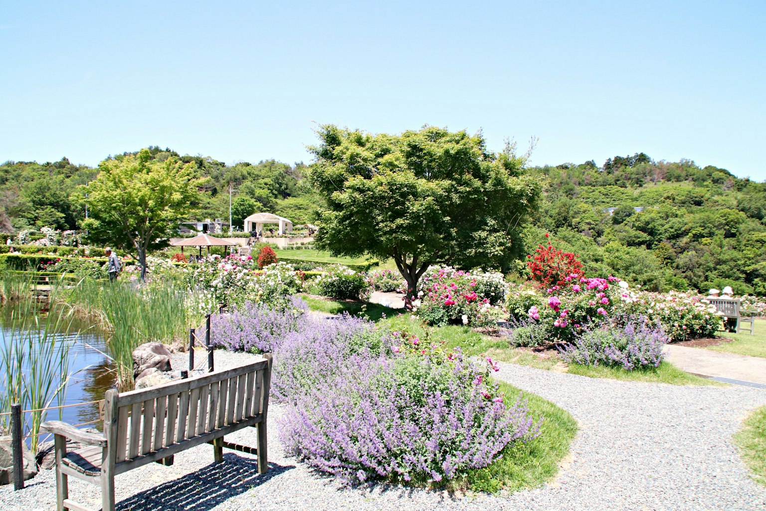 Vista escénica del jardín con flores coloridas a lo largo de un camino y un banco de madera junto al agua