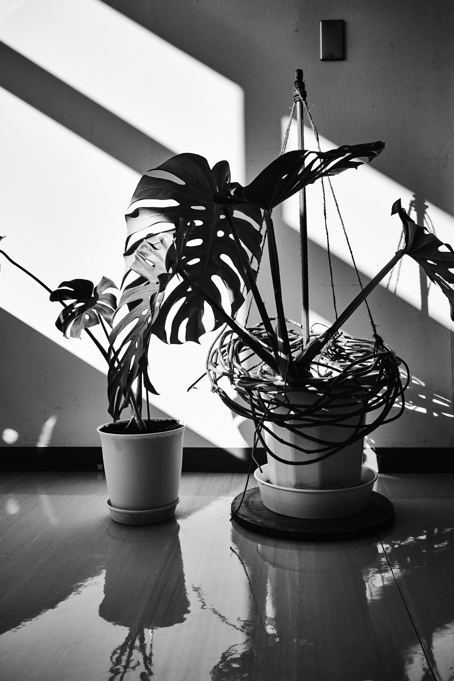 Scène intérieure avec une plante Monstera projetant des ombres en noir et blanc