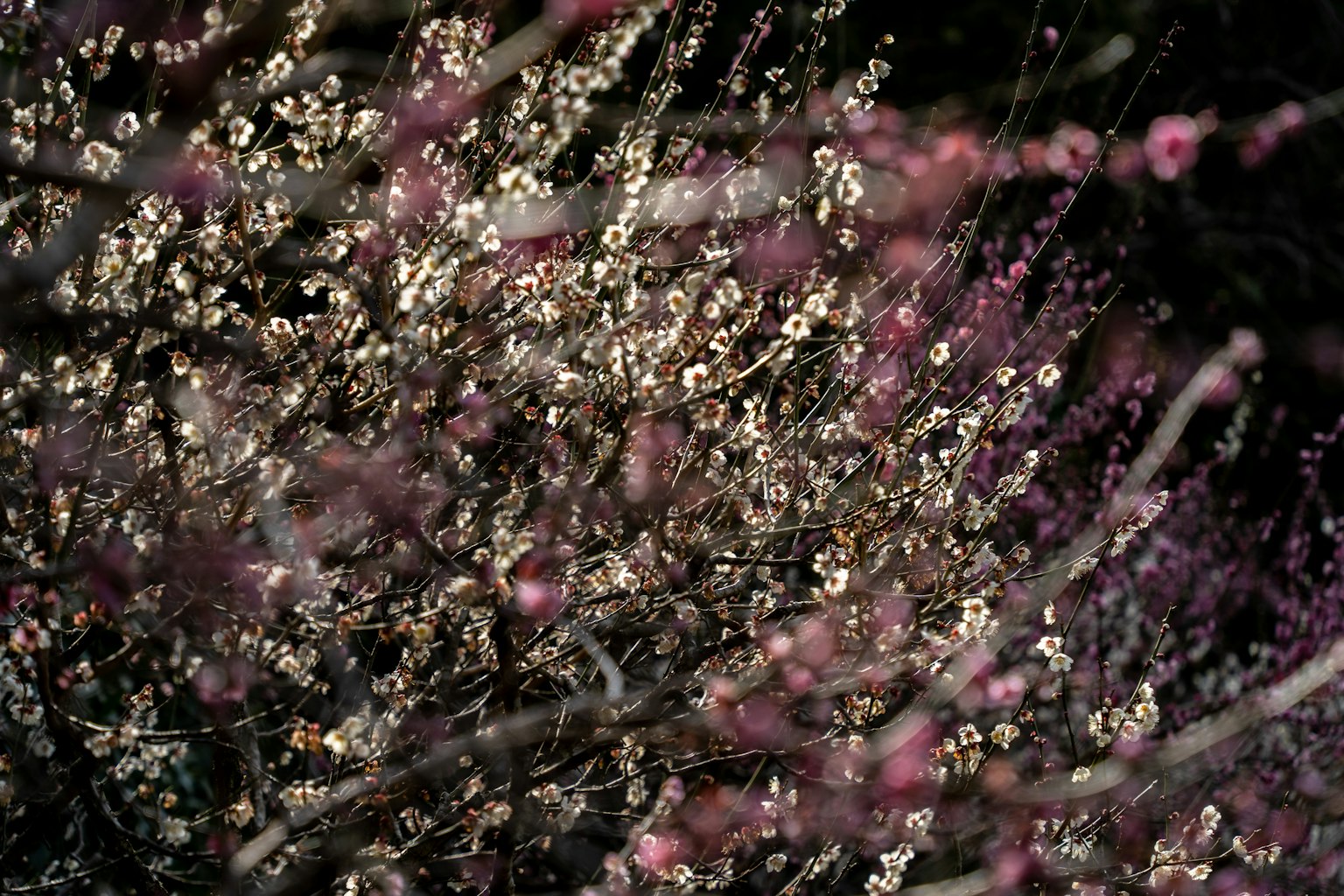 黑暗背景下绽放的花朵特写