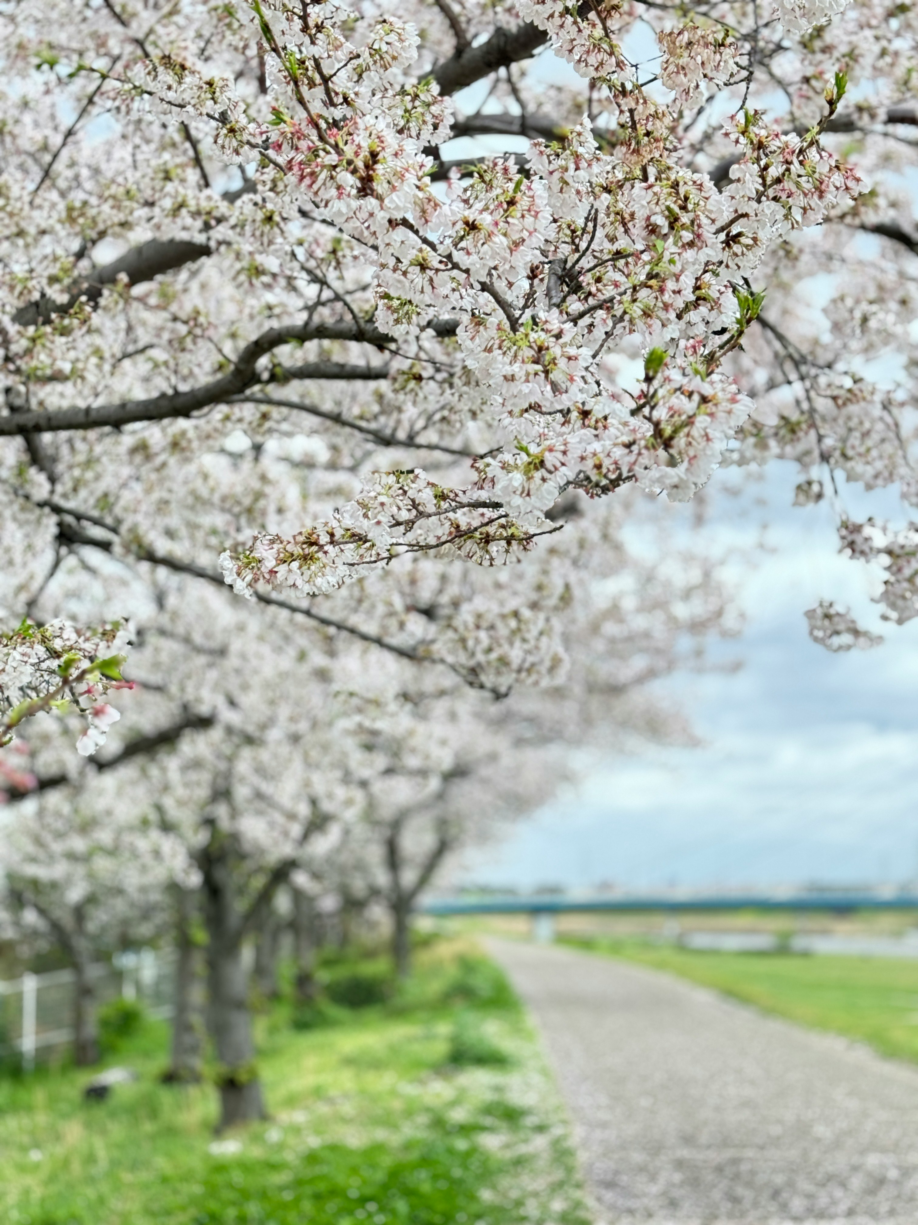 春の桜並木の続く田舎道