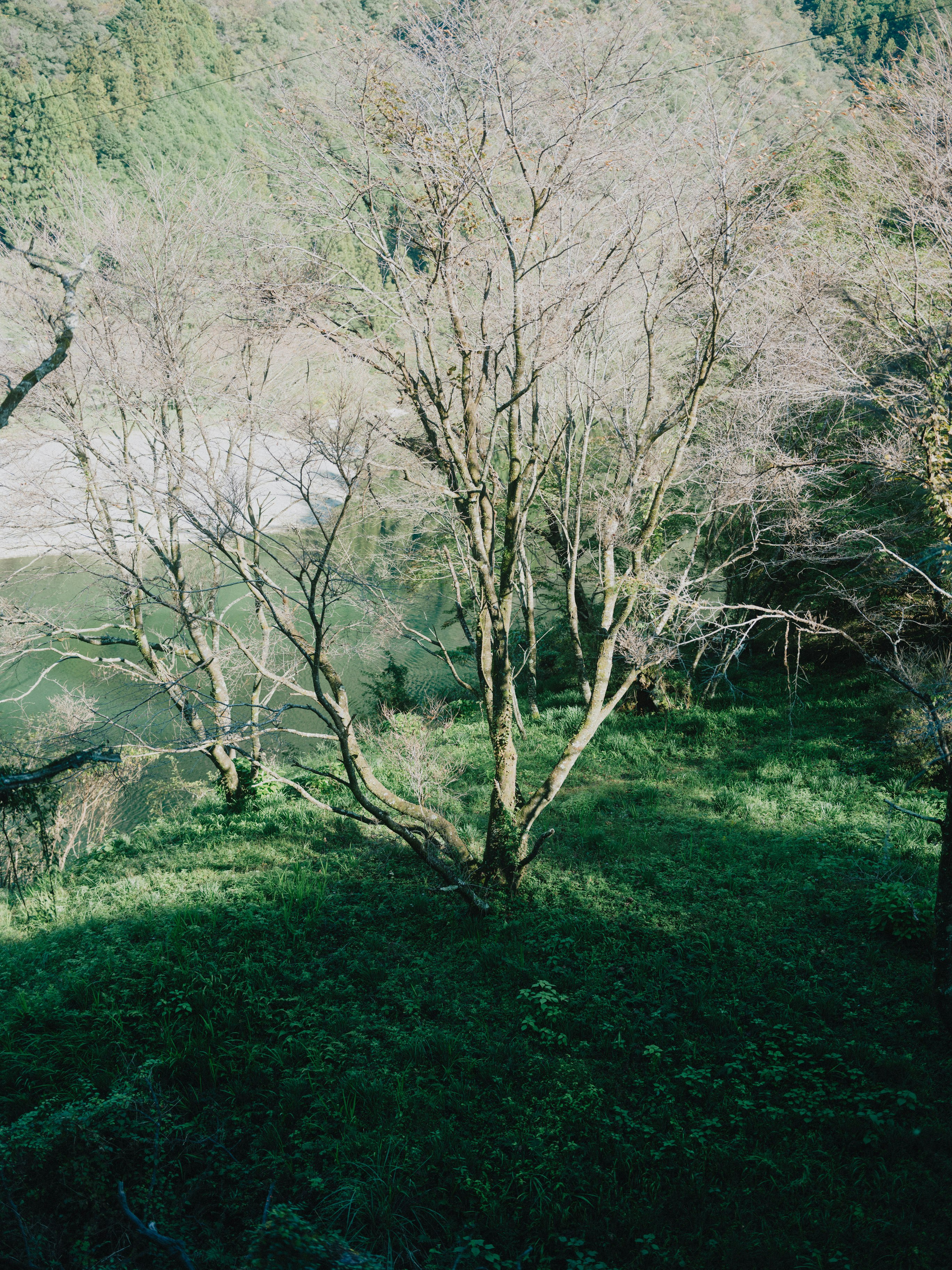 森の中の橋と川沿いの風景